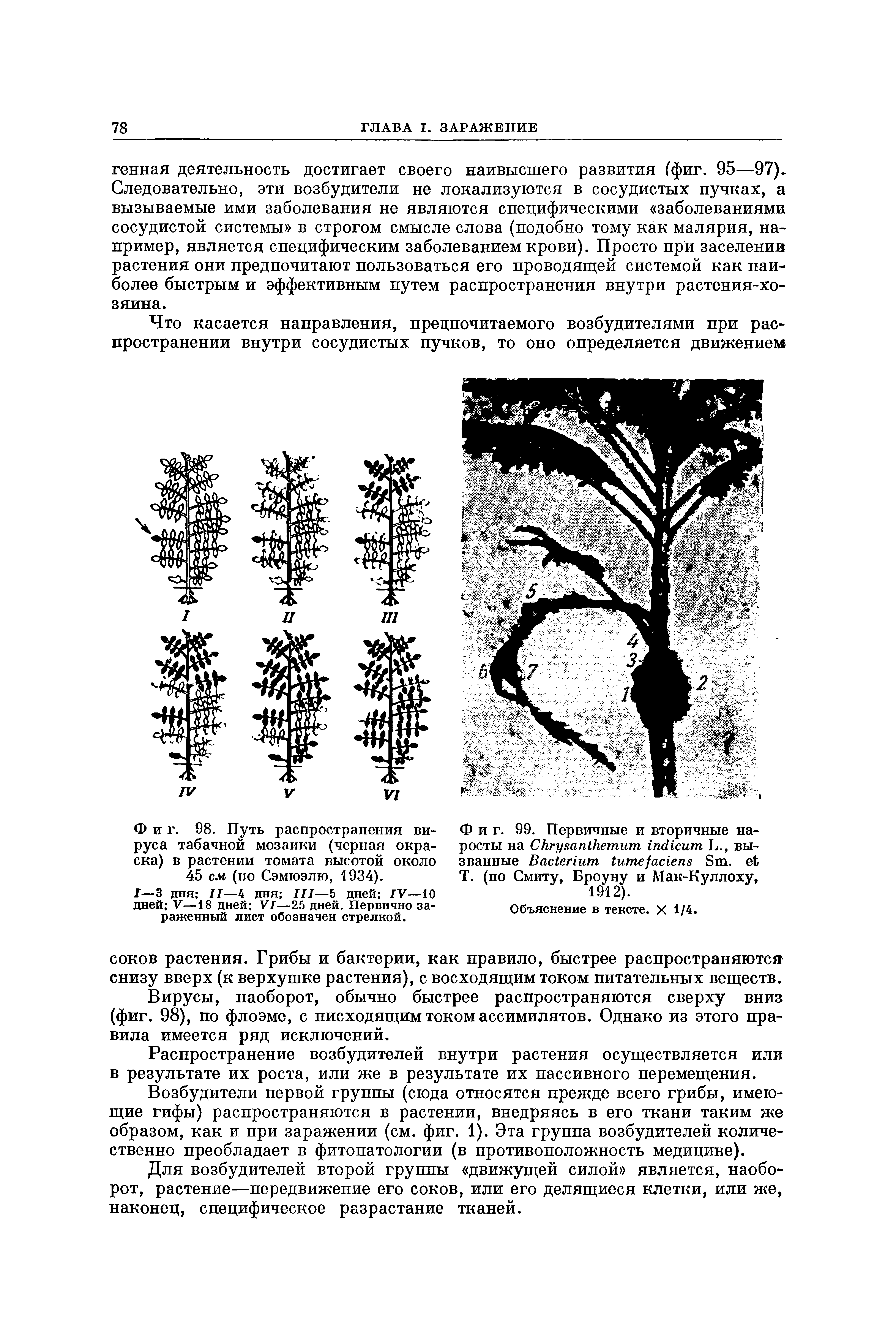 Фиг. 98. Путь распространения вируса табачной мозаики (черная окраска) в растении томата высотой около 45 см (по Сэмюэлю, 1934).