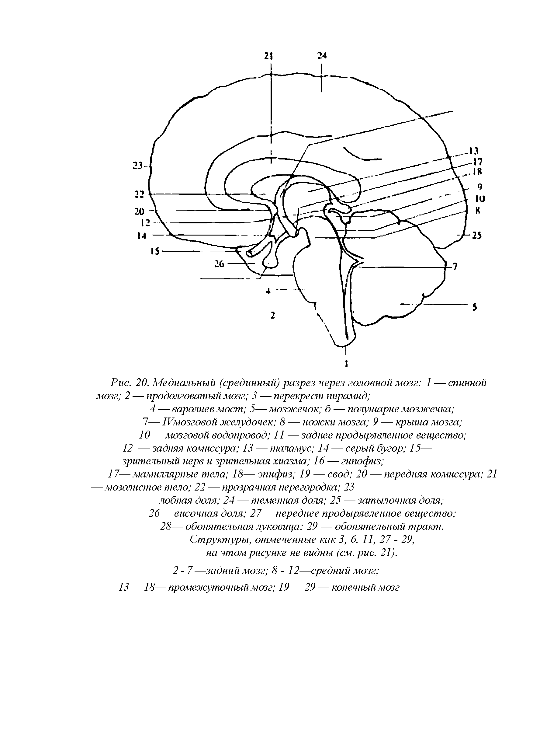 Рис. 20. Медиальный (срединный) разрез через головной мозг 1 — спинной мозг 2 — продолговатый мозг 3 — перекрест пирамид ...