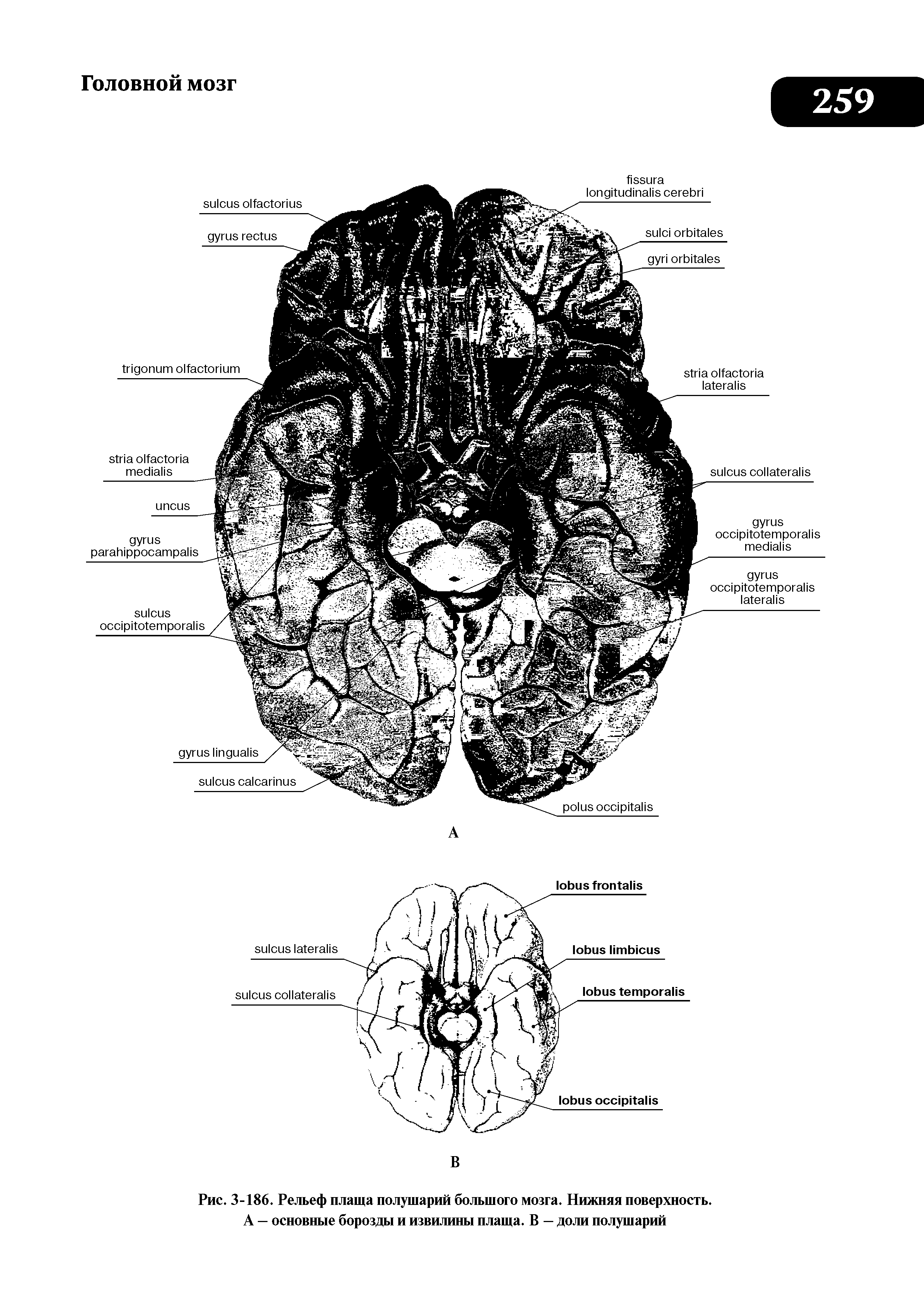 Рис. 3-186. Рельеф плаща полушарий большого мозга. Нижняя поверхность. А — основные борозды и извилины плаща. В — доли полушарий...