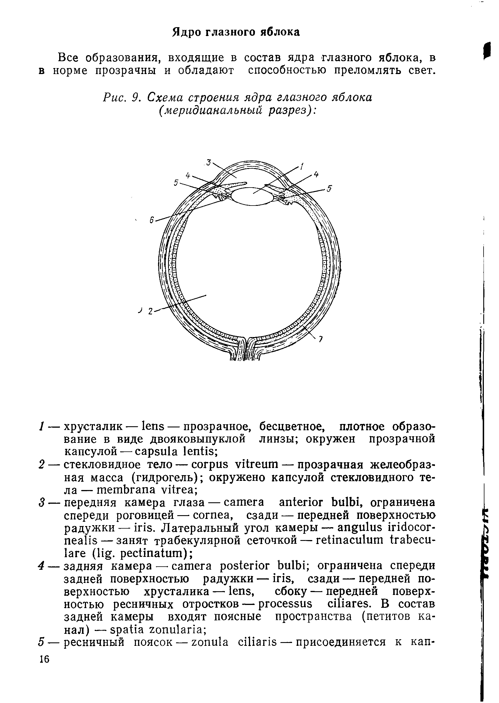 Рис. 9. Схема строения ядра глазного яблока (меридиональный разрез) ...