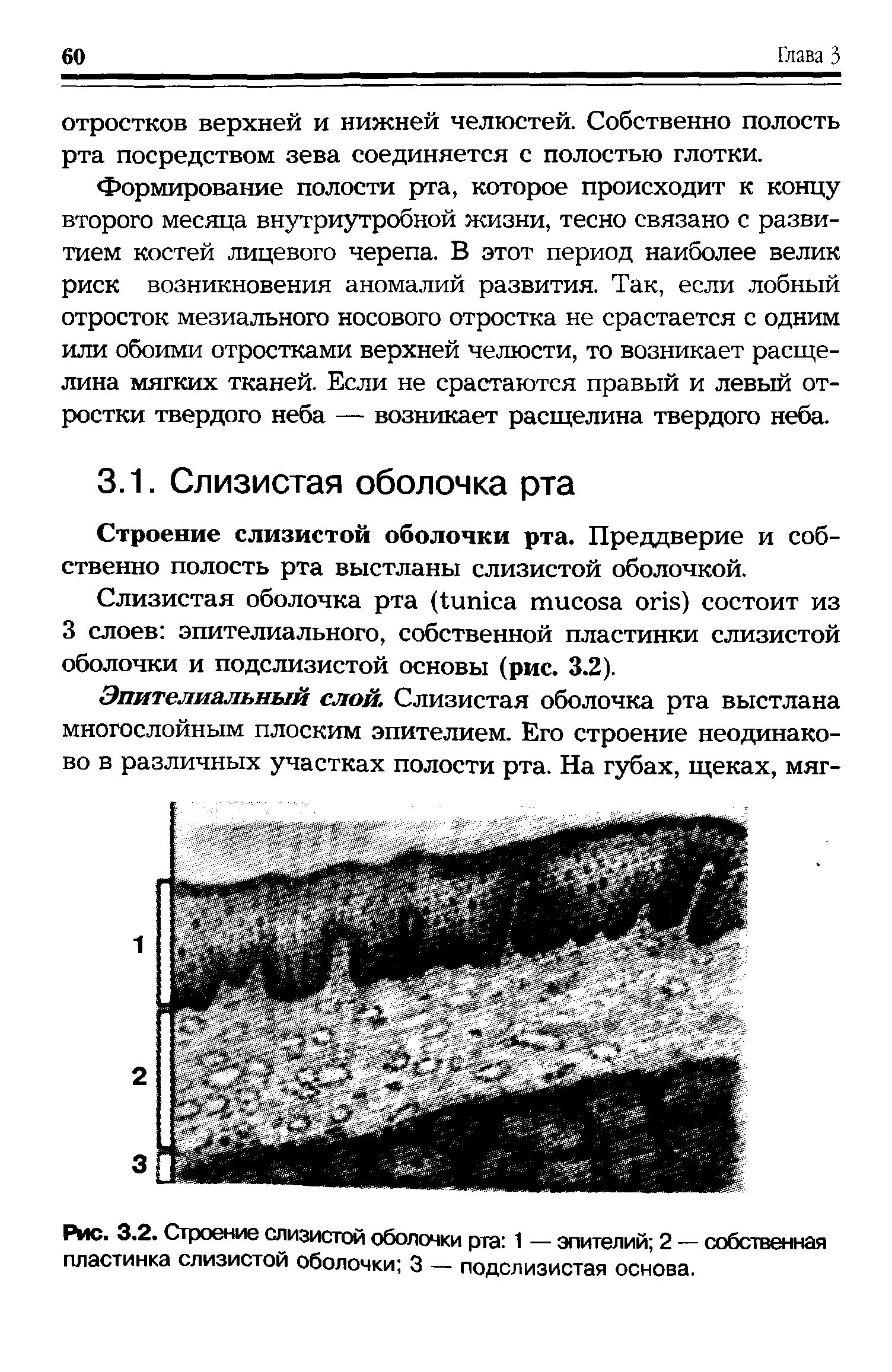 Рис. 3.2. Строение слизистой оболочки рта 1 — эпителий 2 — собственная пластинка слизистой оболочки 3 — подслизистая основа.