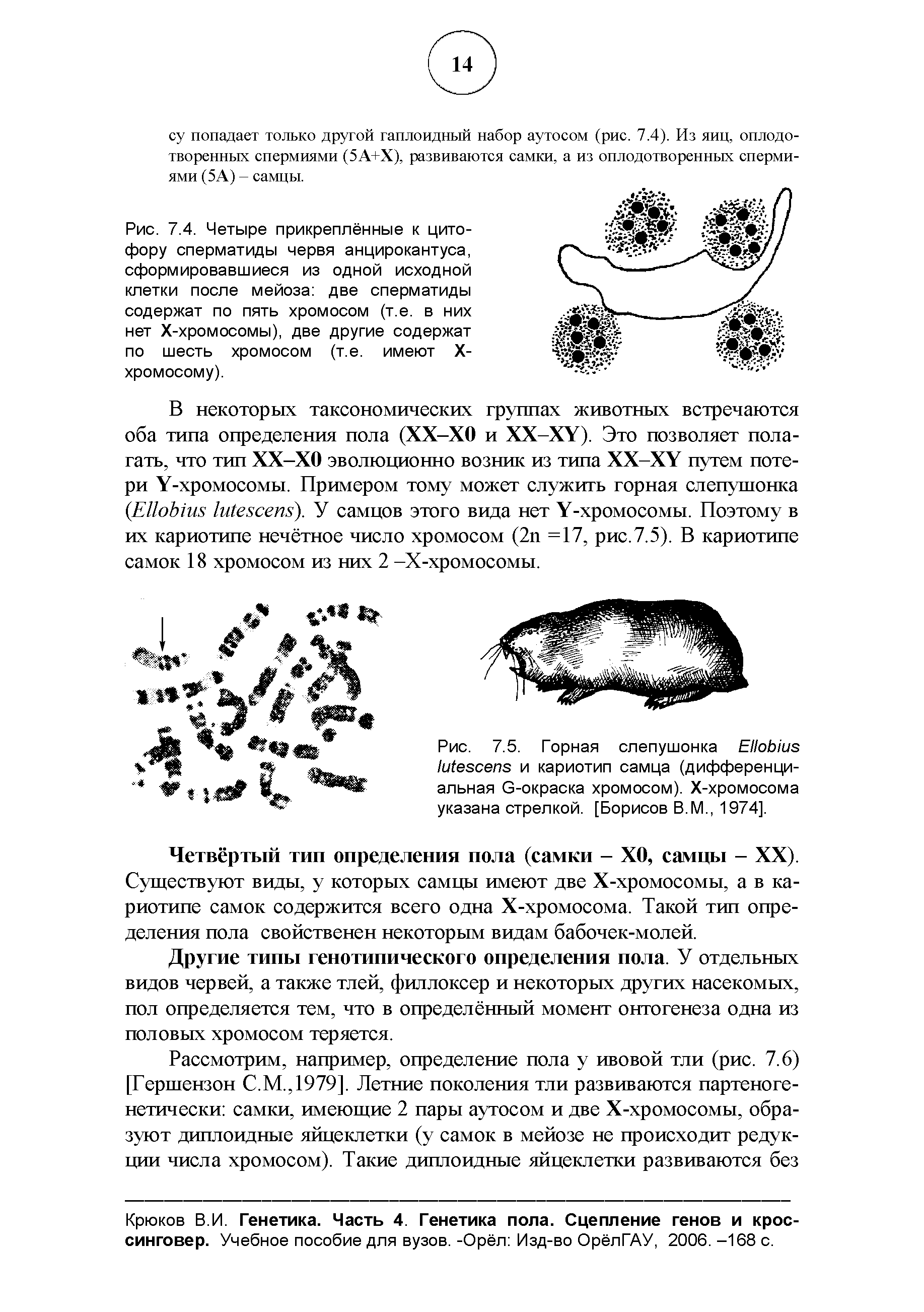 Рис. 7.5. Горная слепушонка ЕНоЫиз Ыезсепэ и кариотип самца (дифференциальная С-окраска хромосом). Х-хромосома указана стрелкой. [Борисов В.М., 1974].