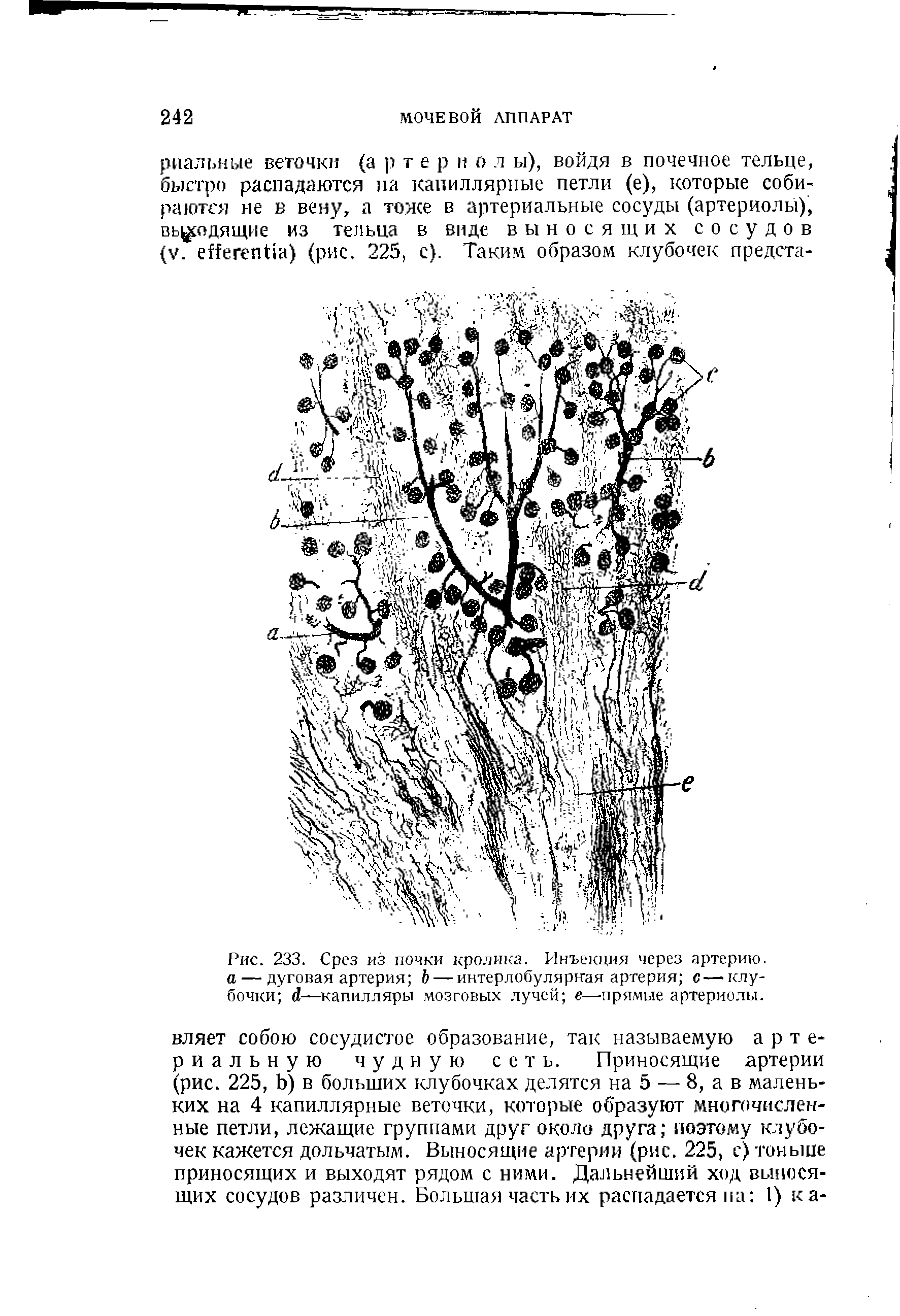 Рис. 233. Срез из почки кролика. Инъекция через артерию. а — дуговая артерия Ь — интерлобулярная артерия с — клубочки А—капилляры мозговых лучей е—прямые артериолы.