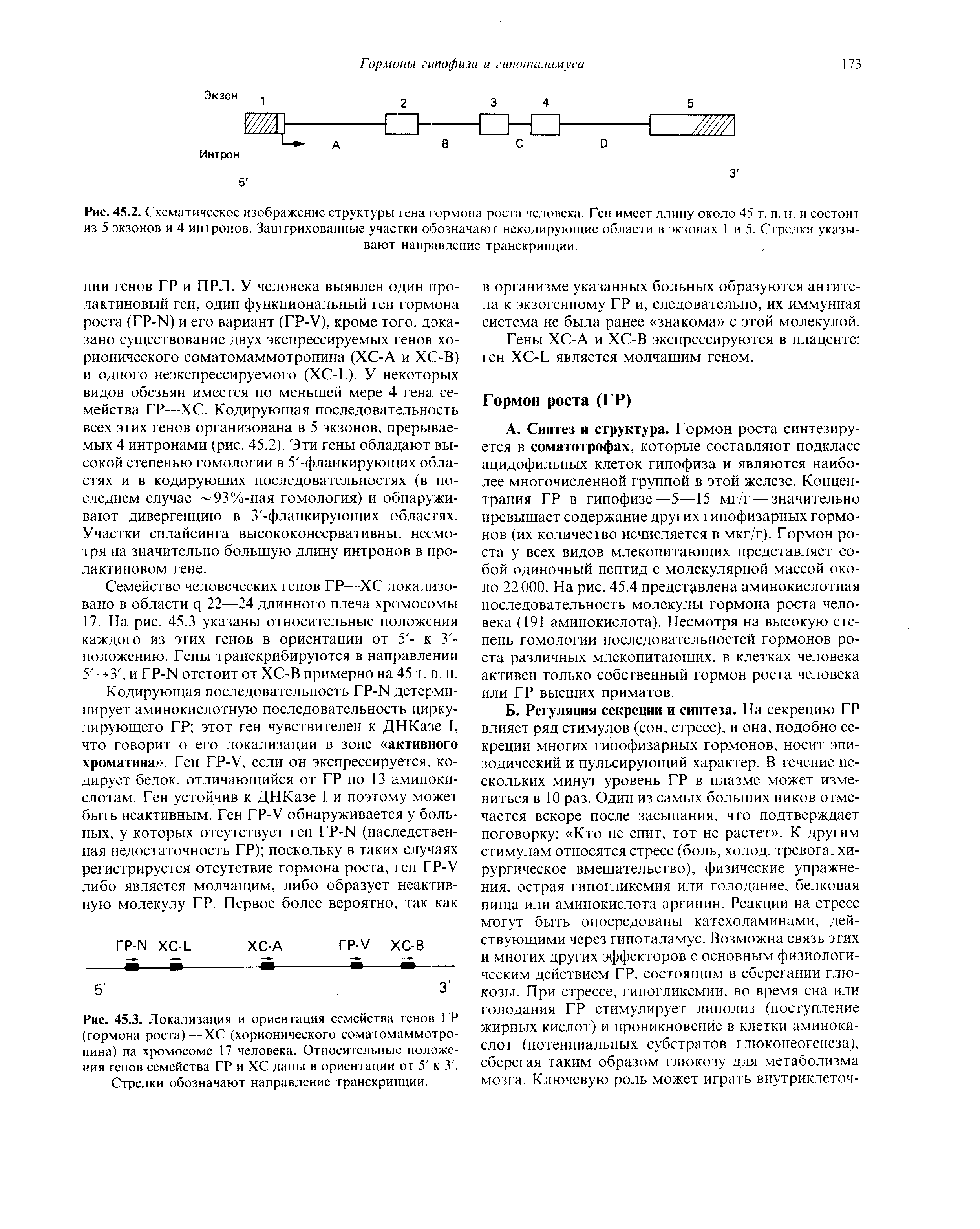 Рис. 45.2. Схематическое изображение структуры гена гормон роста человека. Ген имеет длину около 45 т. п. н. и состоит из 5 экзонов и 4 интронов. Заштрихованные участки обозначают некодирующие области в экзонах 1 и 5. Стрелки указывают направление транскрипции.