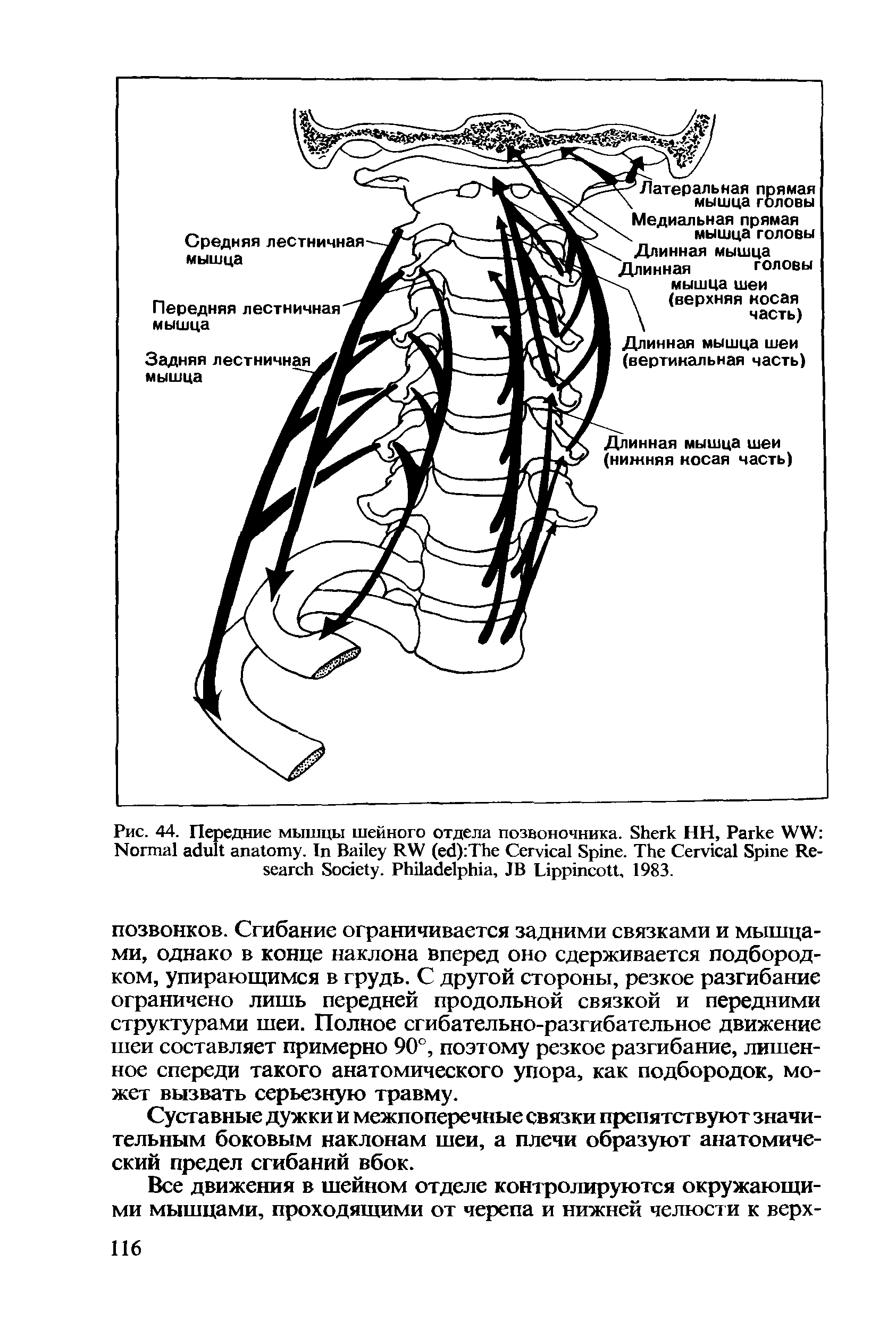 Рис. 44. Передние мышцы шейного отдела позвоночника. S НН, P WW N . I B RW ( ) T C S . T C S R S . P , JB L , 1983.