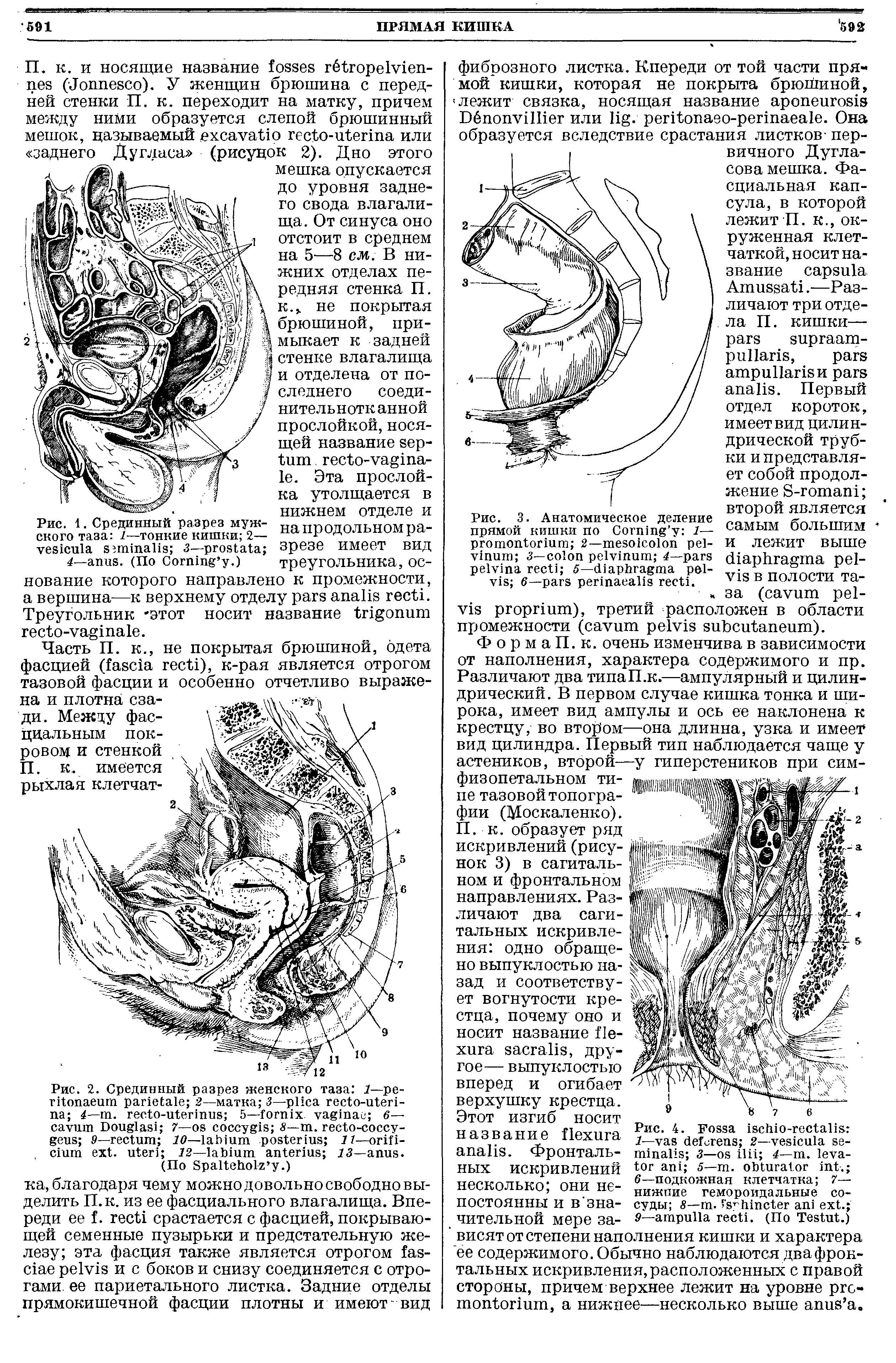 Рис. 3. Анатомическое деление прямой кишки по C 1— P 2— - 3— 4— 5— - 6— .