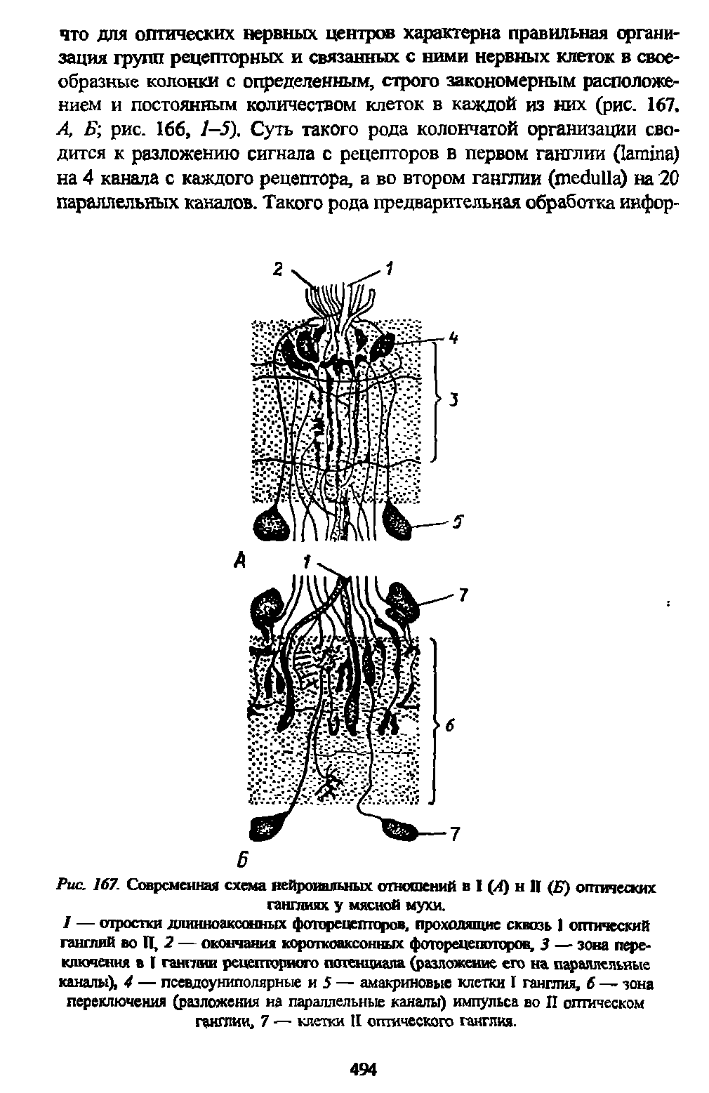 Рис. 167. Современная схема нейрональных отношений в I (Л) н II ( ) оптических ганглиях у мясной мухи.