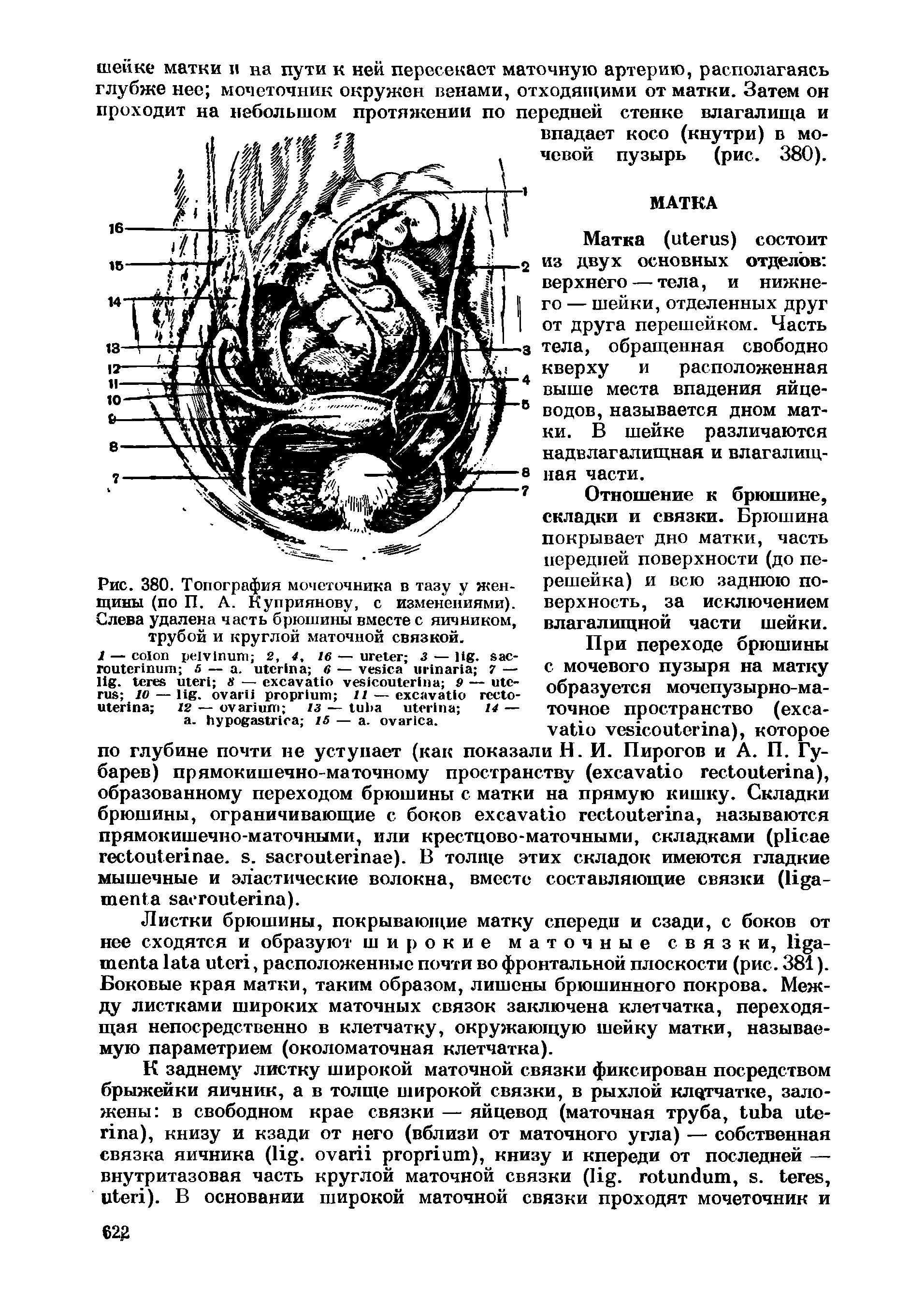 Рис. 380. Топография мочеточника в тазу у женщины (по П. А. Куприянову, с изменениями). Слева удалена часть брюшины вместе с яичником, трубой и круглой маточной связкой.