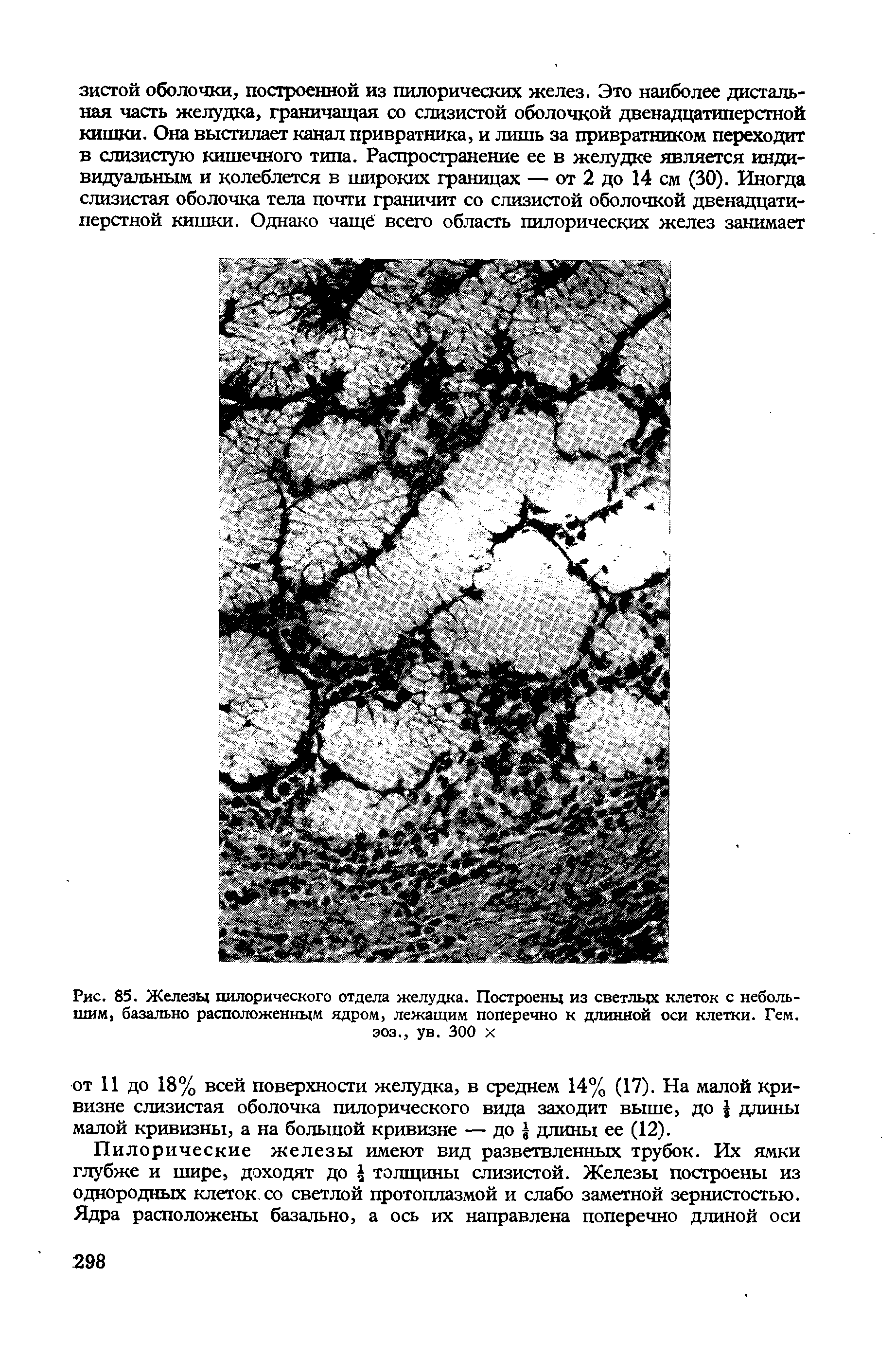 Рис. 85. Железы пилорического отдела желудка. Построены из светлых клеток с небольшим, базально расположенным ядром, лежащим поперечно к длинной оси клетки. Гем.