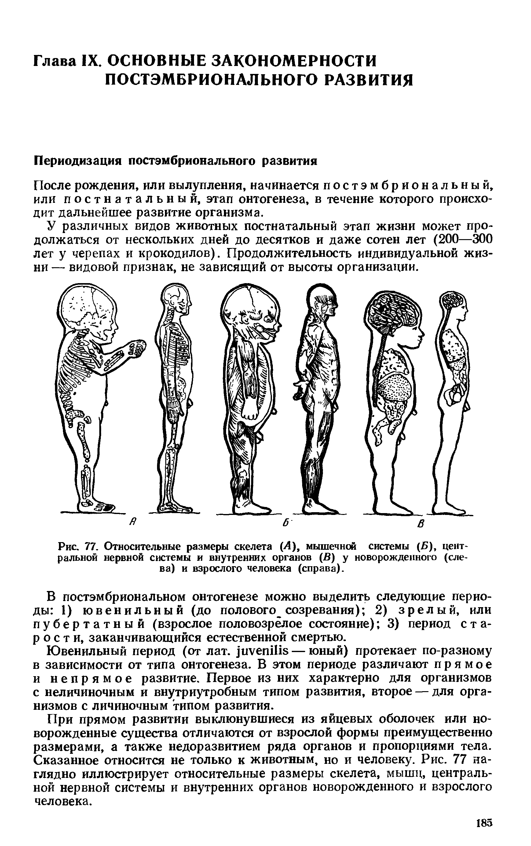 Рис. 77. Относительные размеры скелета (Л), мышечной системы (5), центральной нервной системы и внутренних органов (В) у новорожденного (слева) и взрослого человека (справа).