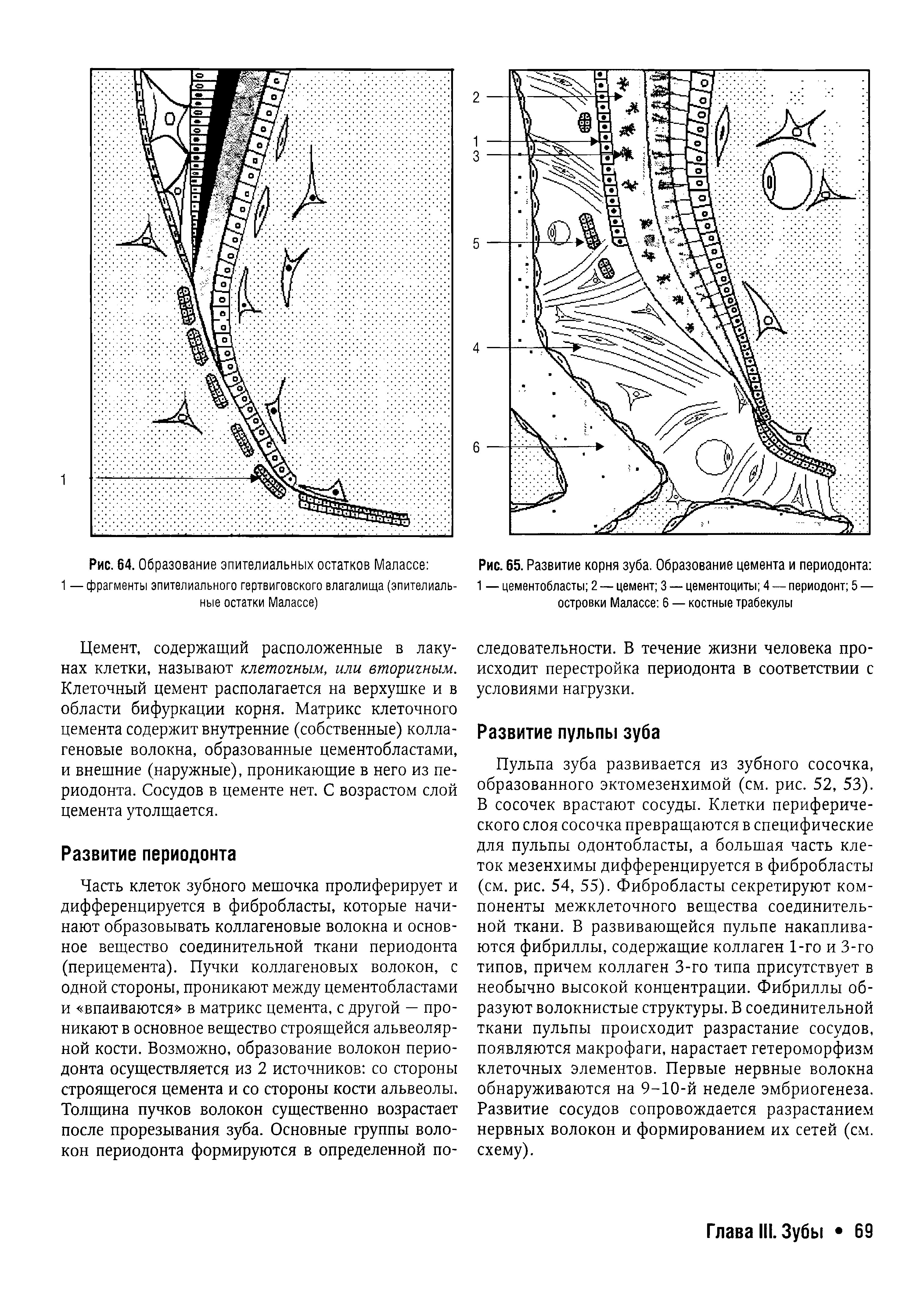 Рис. 65. Развитие корня зуба. Образование цемента и периодонта ...