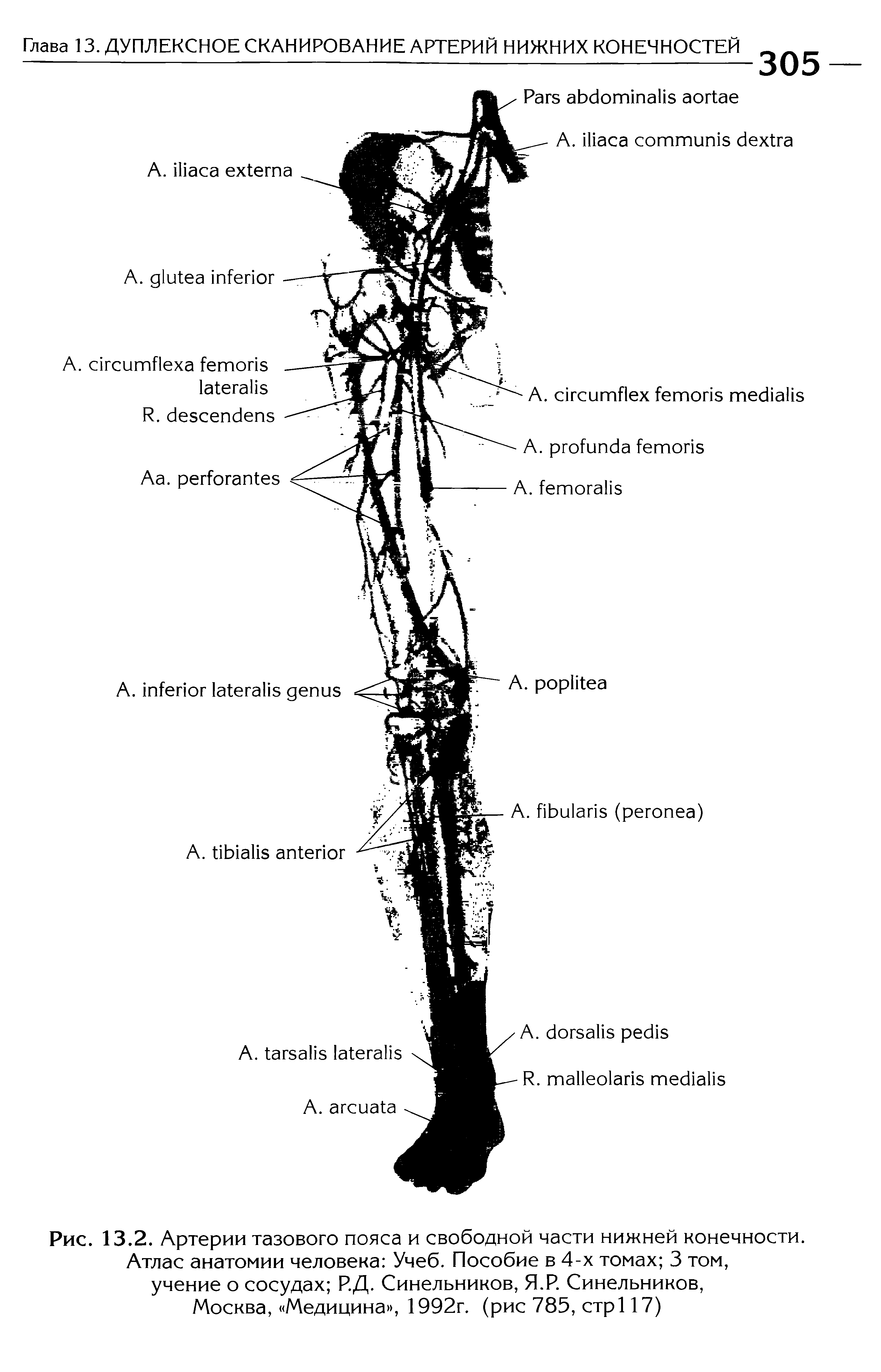Рис. 13.2. Артерии тазового пояса и свободной части нижней конечности. Атлас анатомии человека Учеб. Пособие в 4-х томах 3 том, учение о сосудах Р.Д. Синельников, Я.Р. Синельников, Москва, Медицина , 1992г. (рис 785, стр 17)...