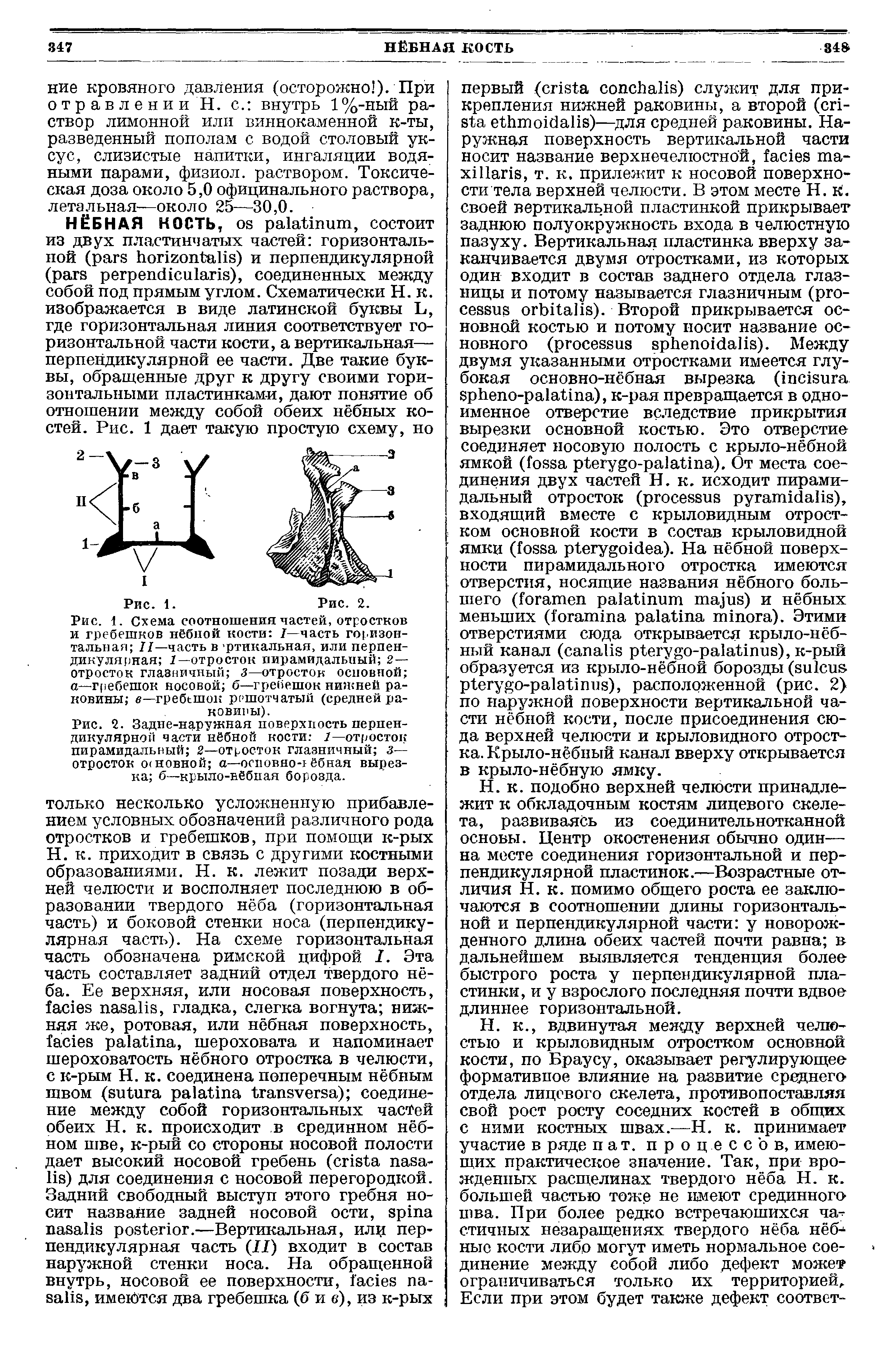 Рис. 1. Схема соотношения частей, отростков и гребешков нёбной кости /—часть горизонтальная II—часть в -ртикальная, или перпендикулярная /—отросток пирамидальный 2— отросток глазничный 3—отросток основной а—гребешок носовой б—гребешок нижней раковины в—гребешок решотчатый (средней раковины).