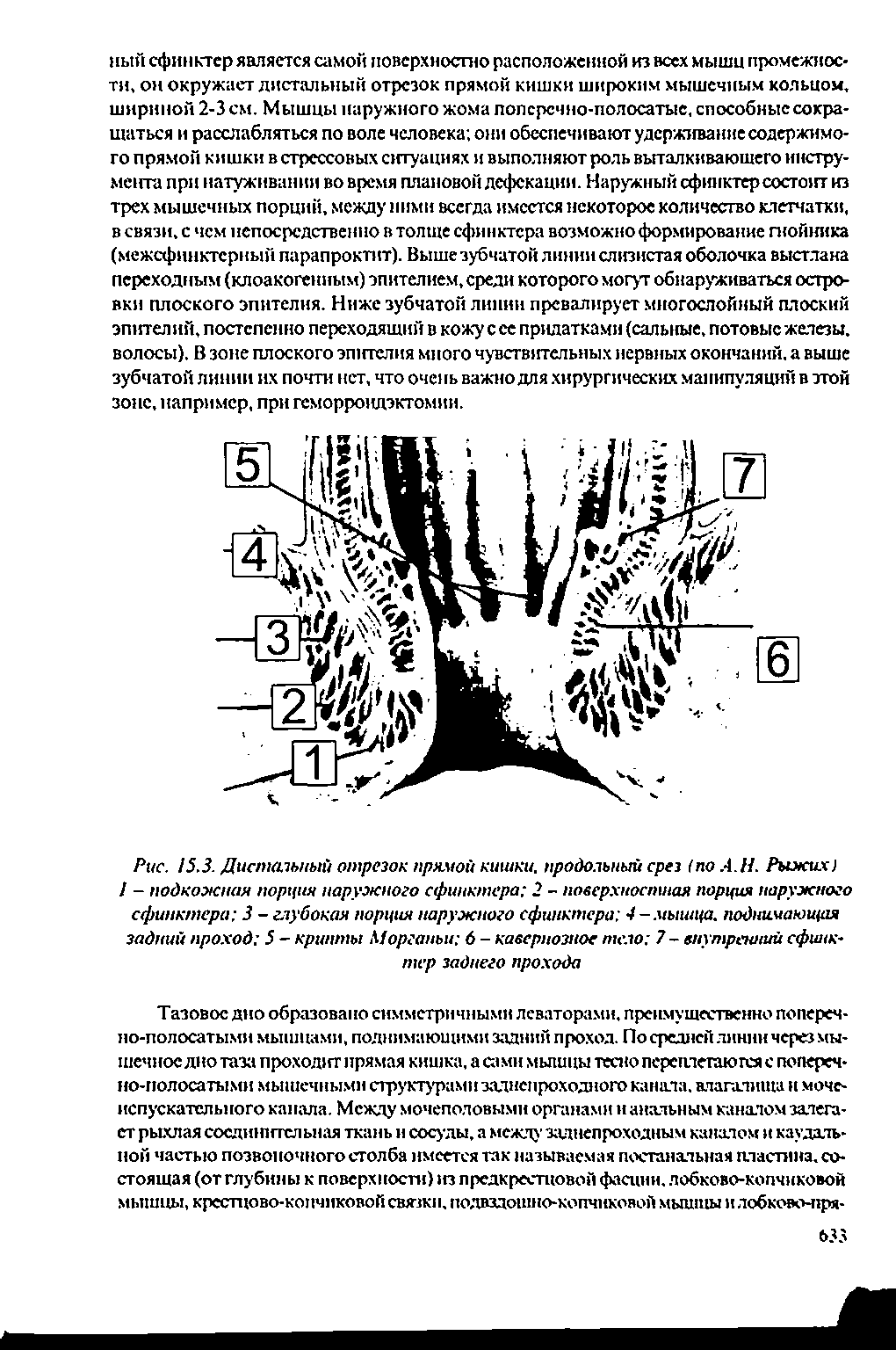 Рис. 5.3. Дистальный отрезок прямой кишки, продольный срез I А.Н. Рыжих) I - подкожная порция наружного сфинктера 2 - поверхностная порция наружного сфинктера 3 - глубокая порция наружного сфинктера 4 -мышца, поднимающая задний проход 5 — крипты Морганьи 6 - кавернозное тело 7 - внутренний сфинктер заднего прохода...