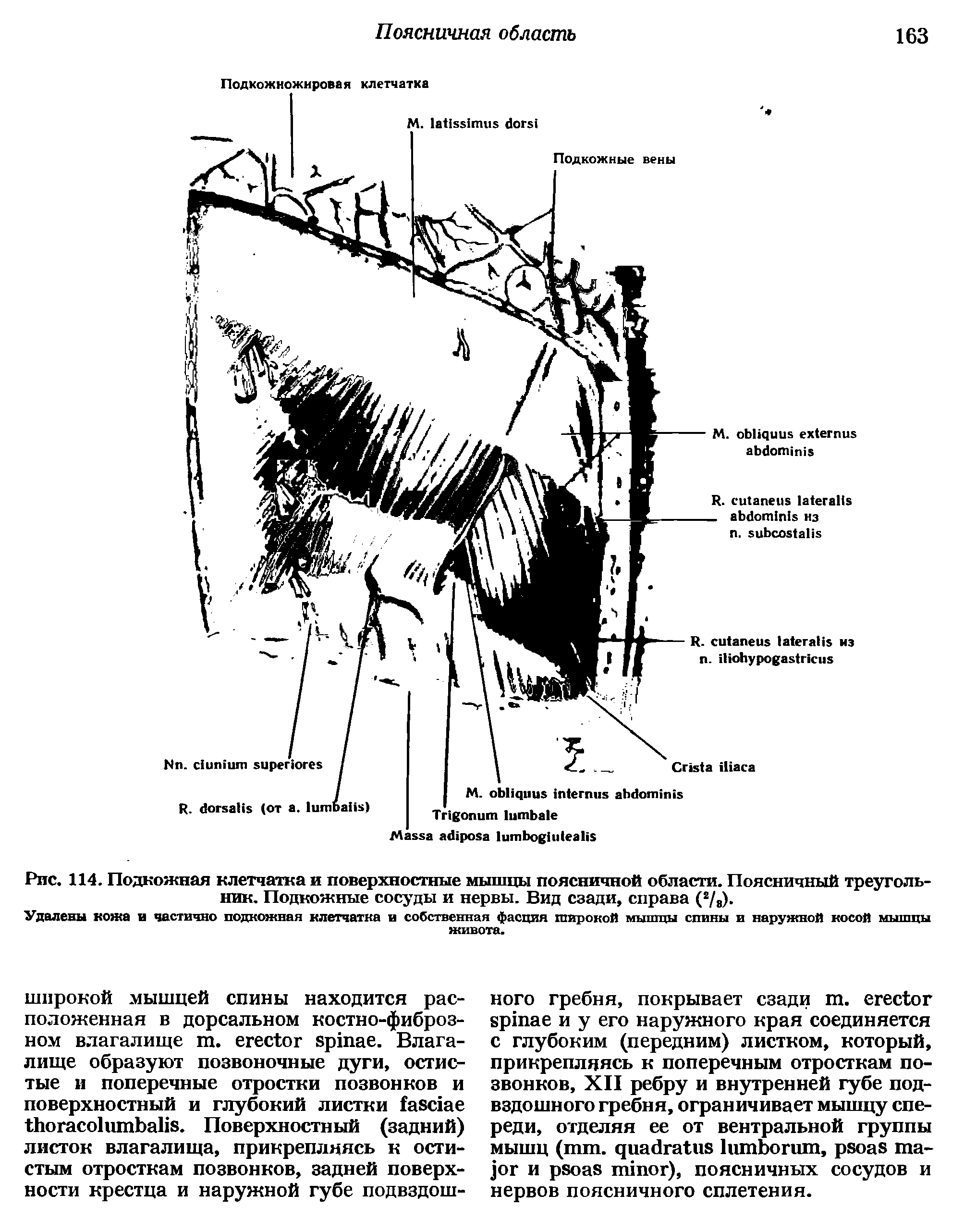 Рис. 114. Подкожная клетчатка и поверхностные мышцы поясничной области. Поясничный треугольник. Подкожные сосуды и нервы. Вид сзади, справа (2/8).