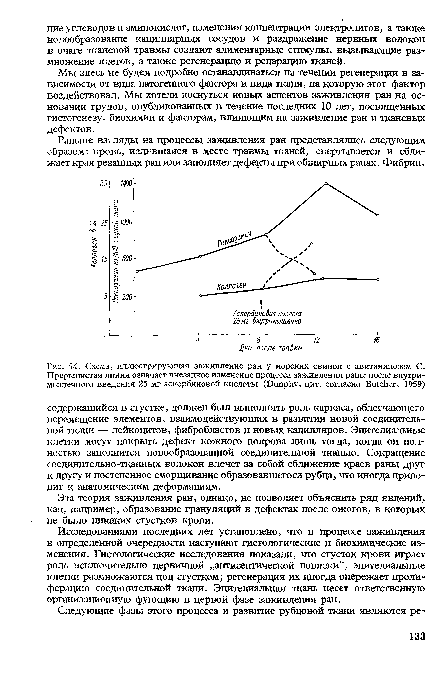 Рис. 54. Схема, иллюстрирующая заживление ран у морских свинок с авитаминозом С. Прерывистая линия означает внезапное изменение процесса заживления раны после внутримышечного введения 25 мг аскорбиновой кислоты (D , цит. согласно B , 1959)...