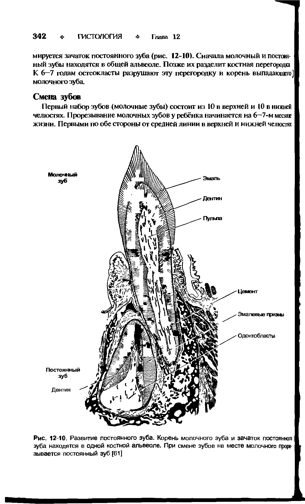 Рис. 12-10. Развитие постоянного зуба. Корень молочного зуба и зачаток постоянного зуба находятся в одной костной альвеоле. При смене зубов нв месте молочного прорезывается постоянный зуб [61]...