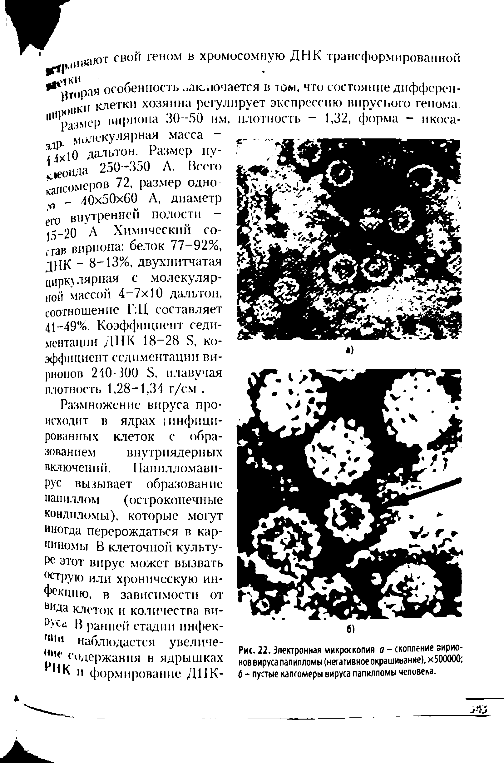 Рис. 22. Электронная микроскопия а - скопление оирио-нов вируса папилломы (негативное окрашивание), Х500000 6 - пустые капсомеры вируса папилломы челивеиа.