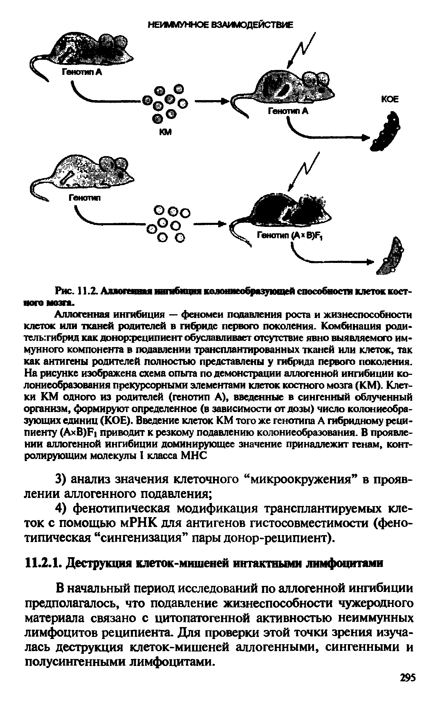 Рис. 11.2. Аллогенняя иигабиция колониеобразующей способности клеток костного мозга.