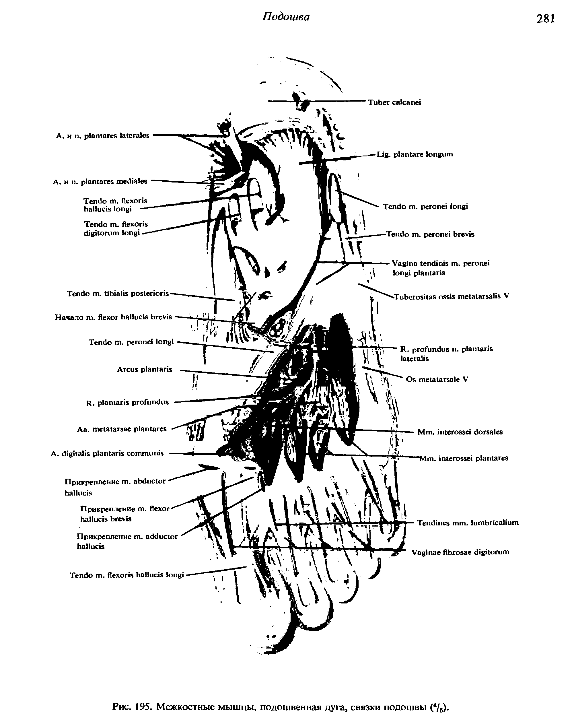 Рис. 195. Межкостные мышцы, подошвенная дуга, связки подошвы (4/б).