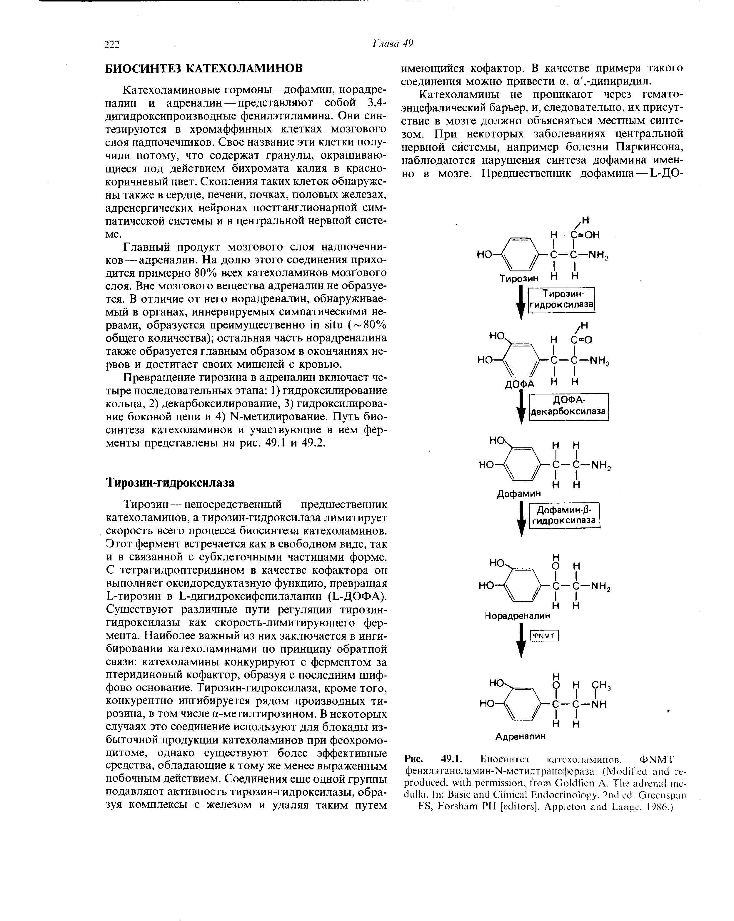 Рис. 49.1. Биосинтез катехоламинов. < >NMT фенилэтаноламин-М-метилтрансфераза. (M . , G A. T . I B C E , 2 . G ...