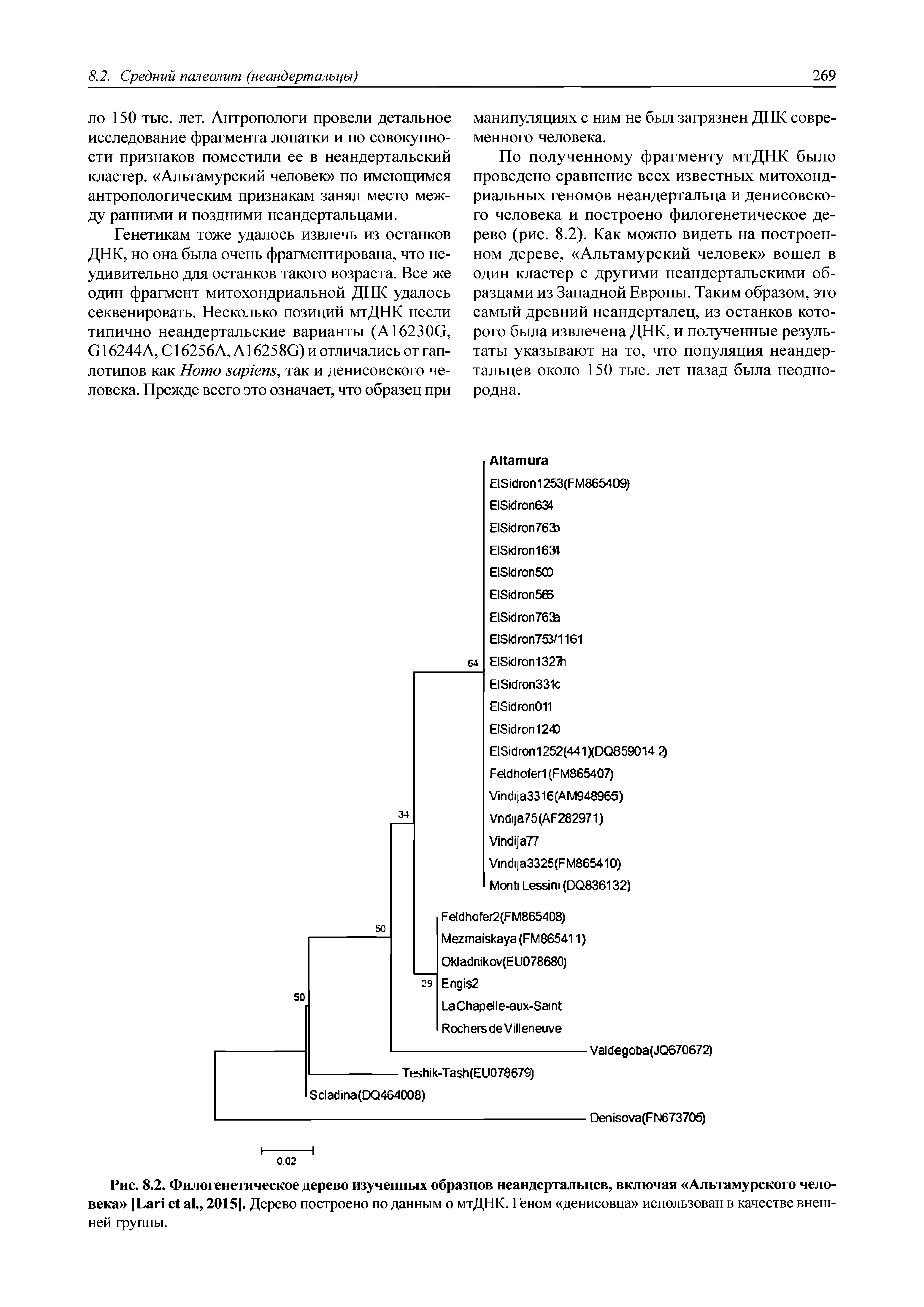 Рис. 8.2. Филогенетическое дерево изученных образцов неандертальцев, включая Альтамурского человека L ., 20151. Дерево построено по данным о мтДНК. Геном денисовца использован в качестве внешней группы.
