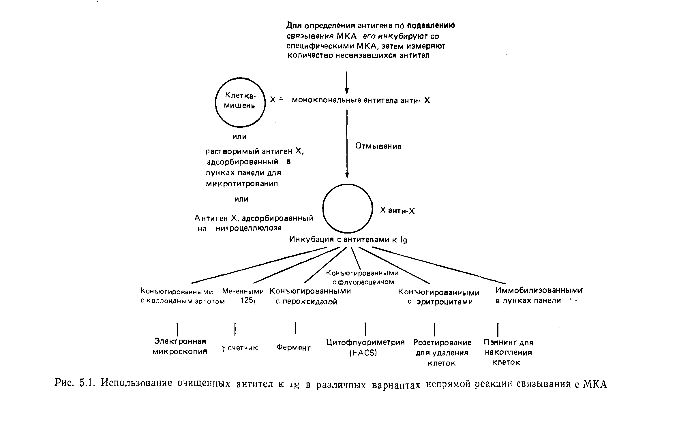 Рис. 5.1. Использование очищенных антител к в различных вариантах непрямой реакции связывания с МКА...