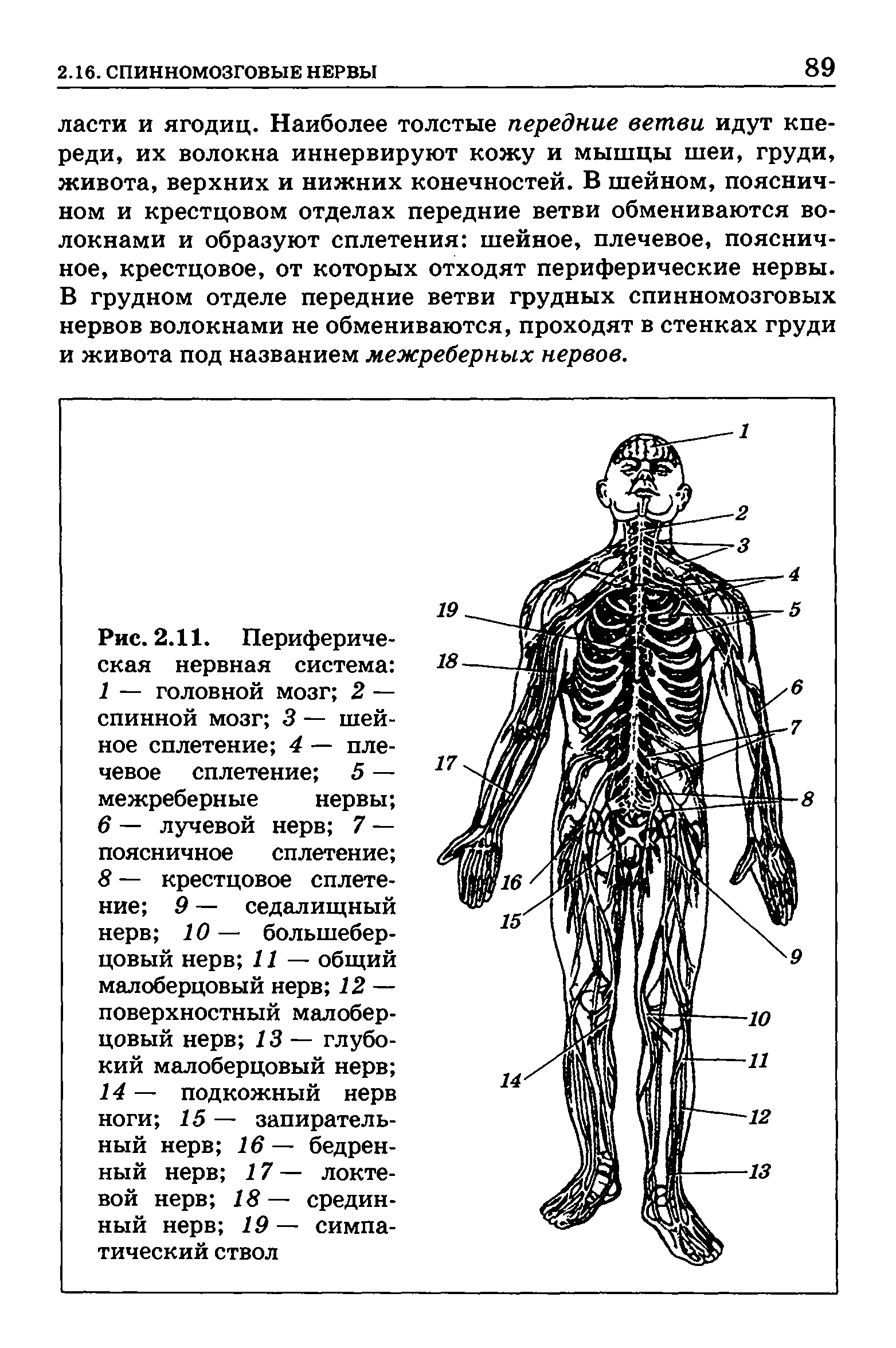 Рис. 2.11. Периферическая нервная система 1 — головной мозг 2 — спинной мозг 3 — шейное сплетение 4 — плечевое сплетение 5 — межреберные нервы 6 — лучевой нерв 7 — поясничное сплетение 8 — крестцовое сплетение 9 — седалищный нерв 10— большеберцовый нерв 11 — общий малоберцовый нерв 12 — поверхностный малоберцовый нерв 13 — глубокий малоберцовый нерв 14 — подкожный нерв ноги 15 — запирательный нерв 16 — бедренный нерв 17 -— локтевой нерв 18— срединный нерв 19— симпатический ствол...