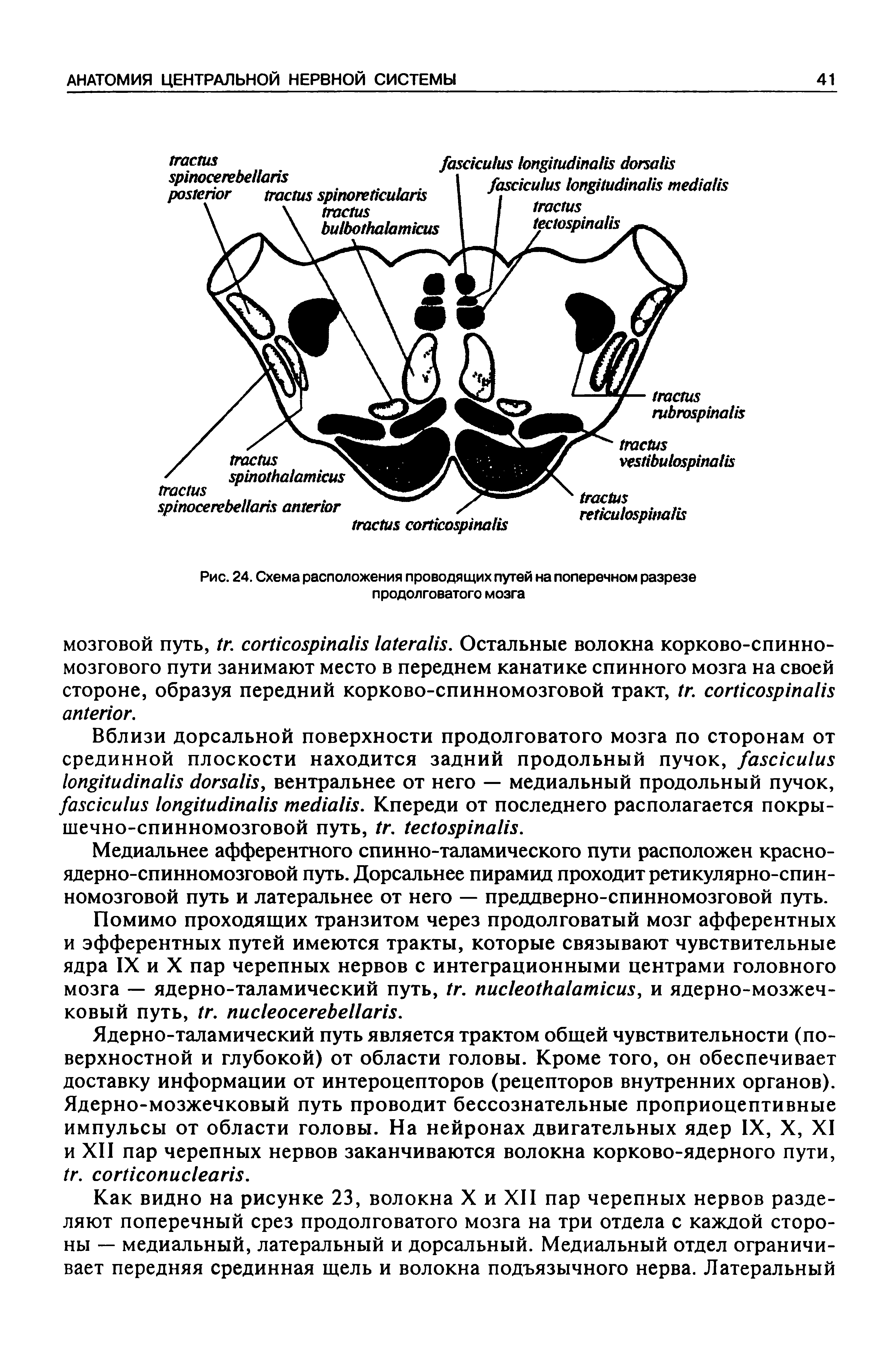 Рис. 24. Схема расположения проводящих путей на поперечном разрезе продолговатого мозга...