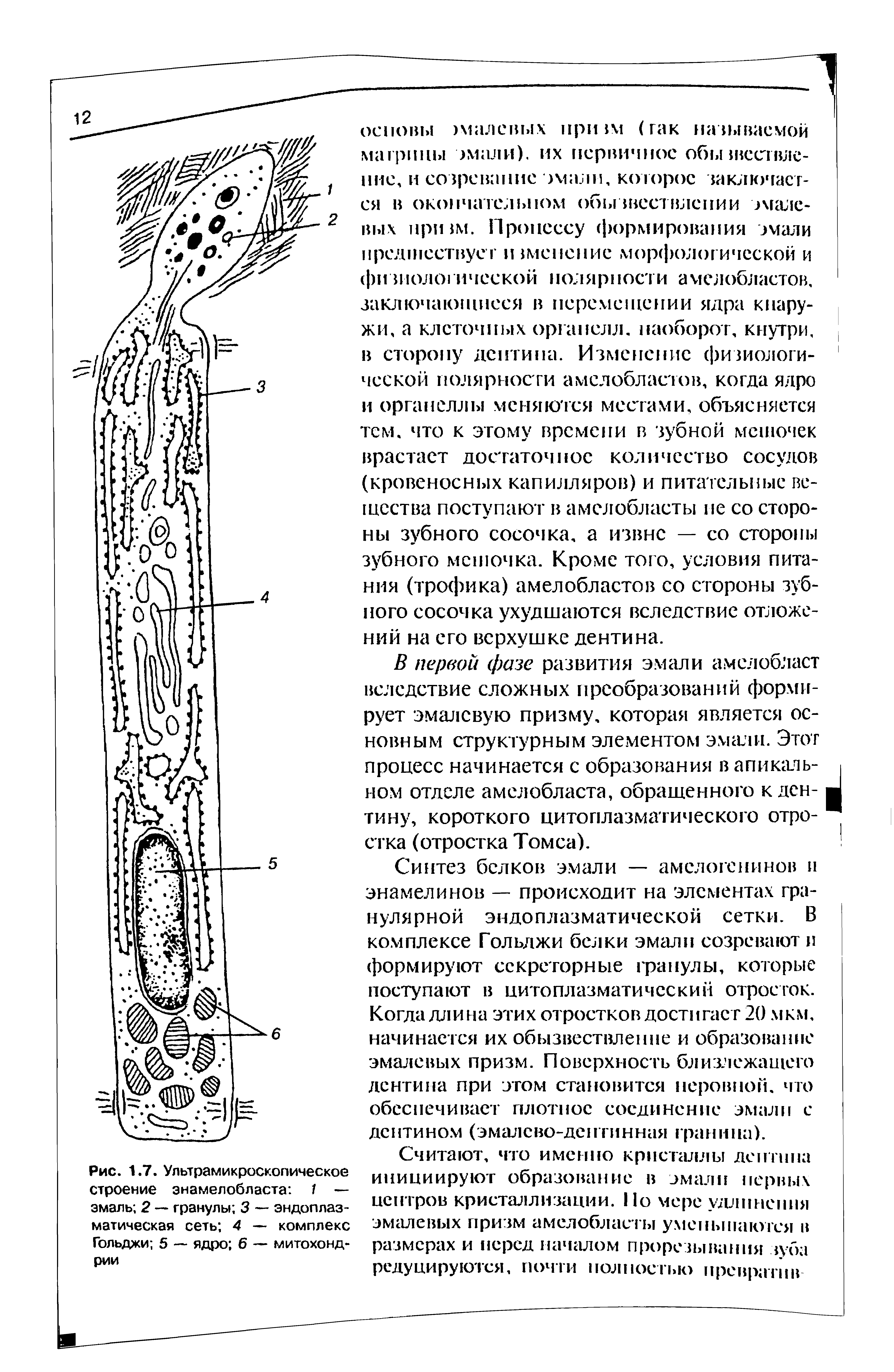 Рис. 1.7. Ультрамикроскопическое строение энамелобласта 1 — эмаль 2 — гранулы 3 — эндоплазматическая сеть 4 — комплекс Гольджи 5 — ядро 6 — митохондрии...