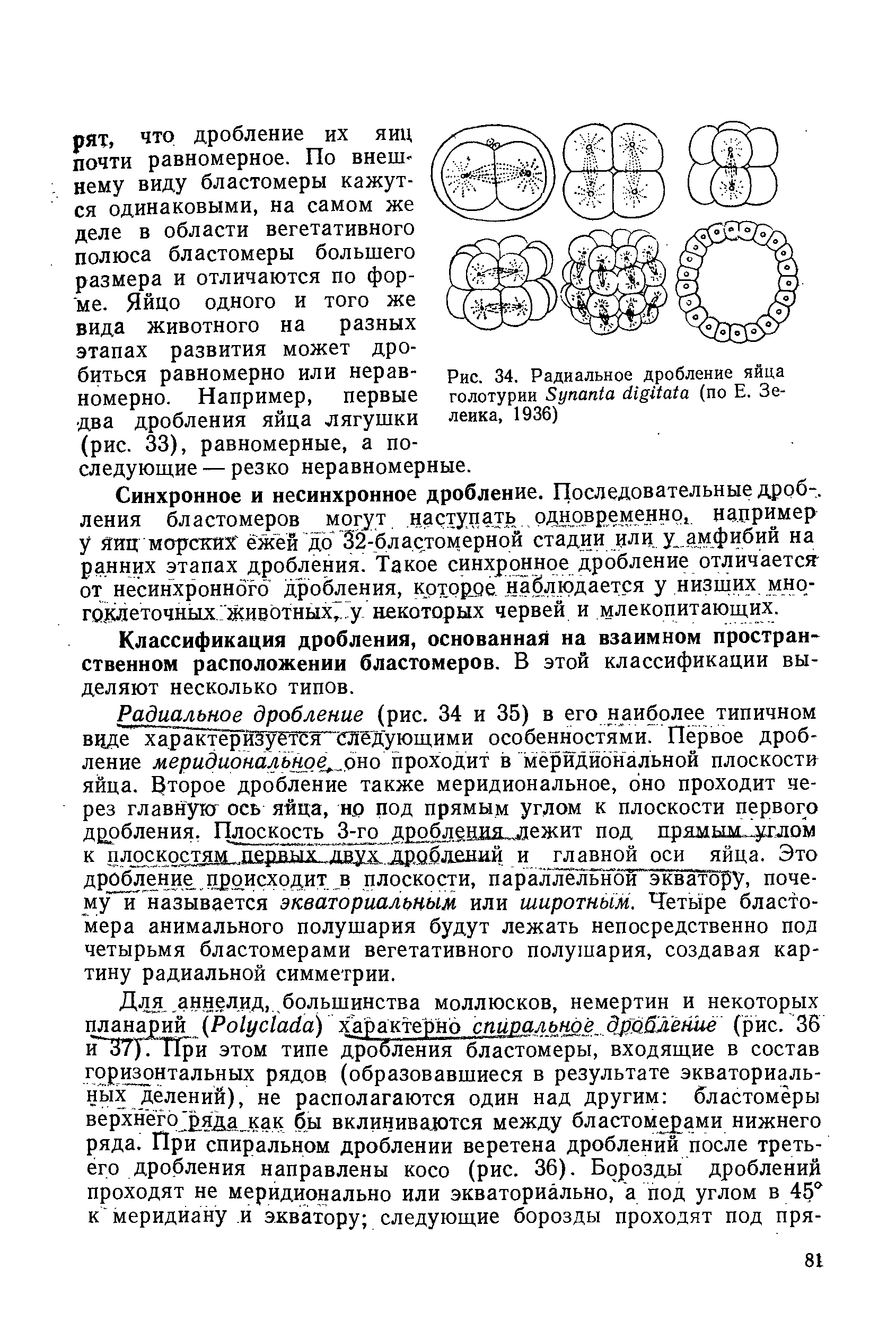 Рис. 34. Радиальное дробление яйца голотурии 8упап1а сИ Иа1а (по Е. Зеленка, 1936)...