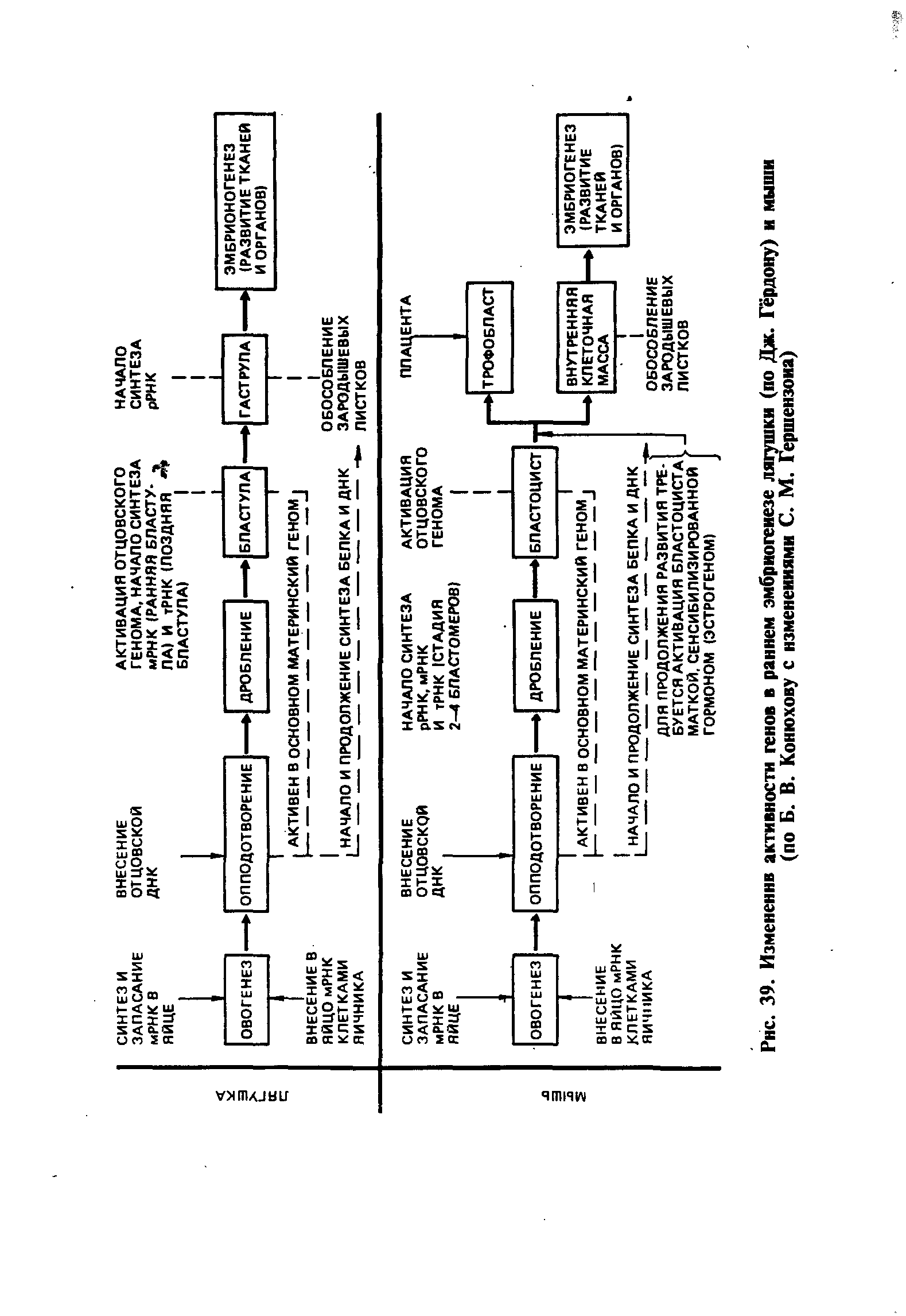 Рис. 39. Изменение активности генов в раннем эмбриогенезе лягушки (по Дж. Гердону) и мыши (по Б. В. Конюхову с изменениями С. М. Гершензона)...