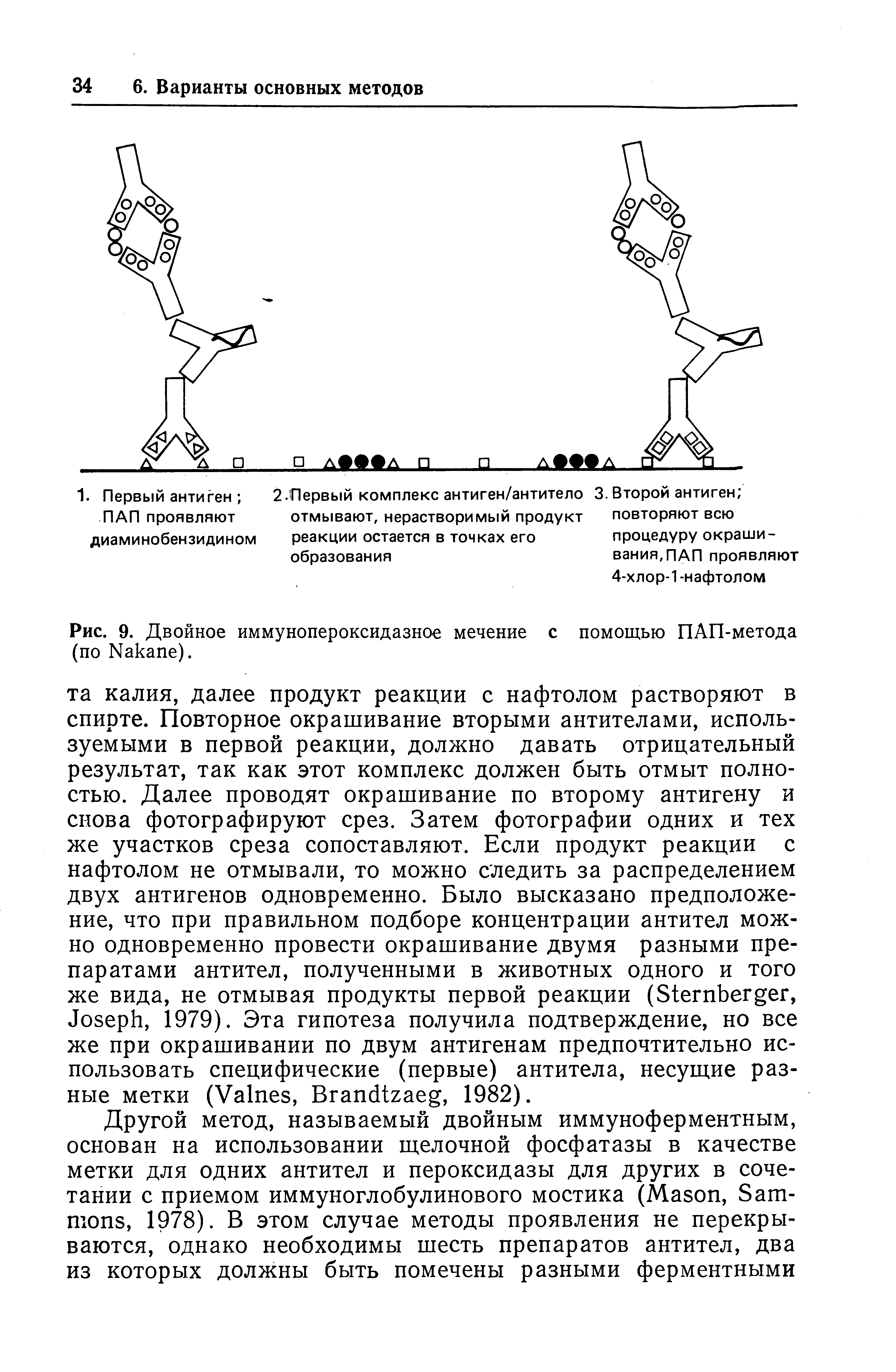 Рис. 9. Двойное иммунопероксидазное мечение с помощью ПАП-метода (по N ).