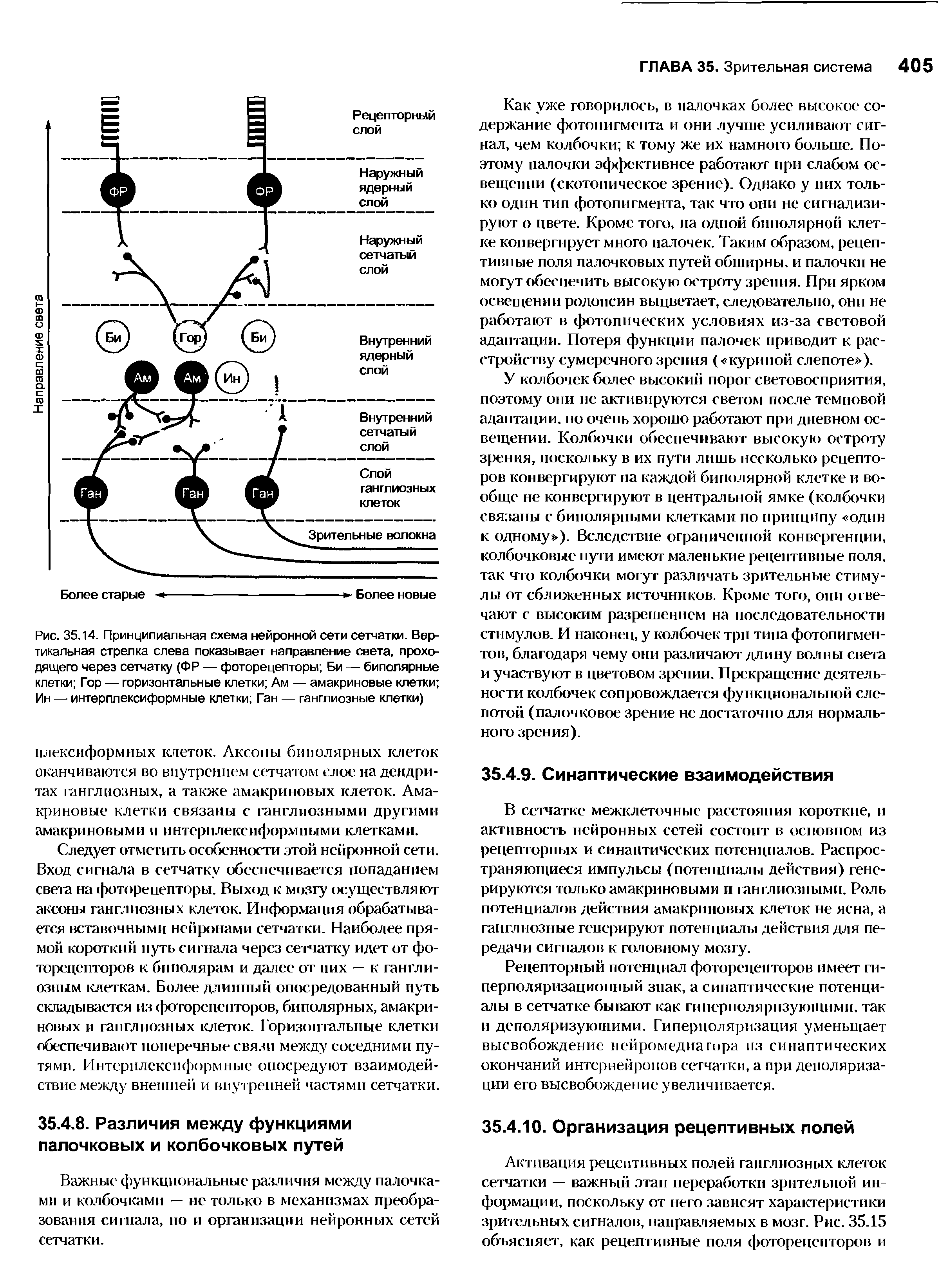 Рис. 35.14. Принципиальная схема нейронной сети сетчатки. Вертикальная стрелка слева показывает направление света, проходящего через сетчатку (ФР — фоторецепторы Би — биполярные клетки Гор — горизонтальные клетки Ам — амакриновые клетки Ин — интерплексиформные клетки Ган — ганглиозные клетки)...