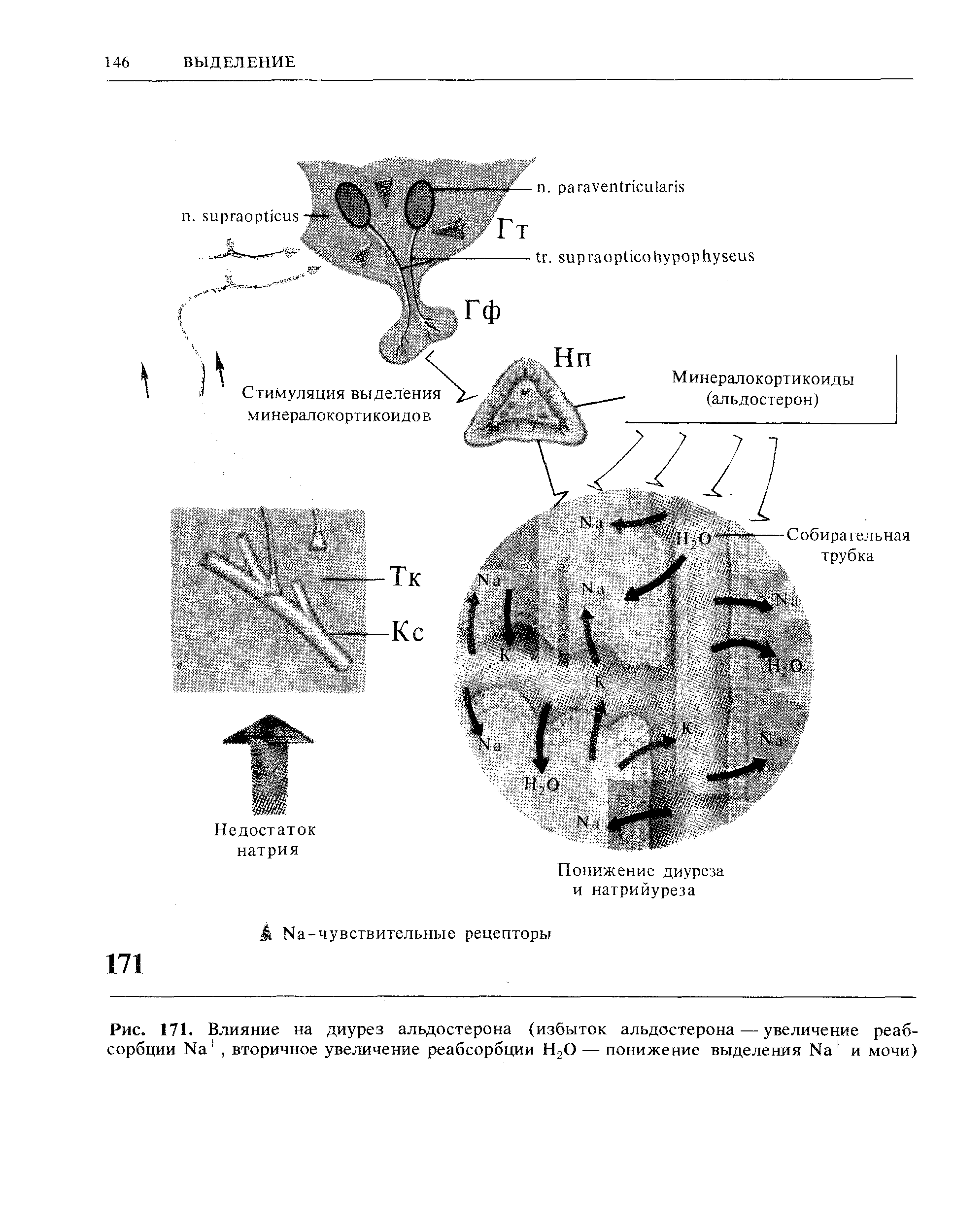 Рис. 171. Влияние на диурез альдостерона (избыток альдостерона — увеличение реабсорбции N3 1, вторичное увеличение реабсорбции Н2О — понижение выделения N3 и мочи)...