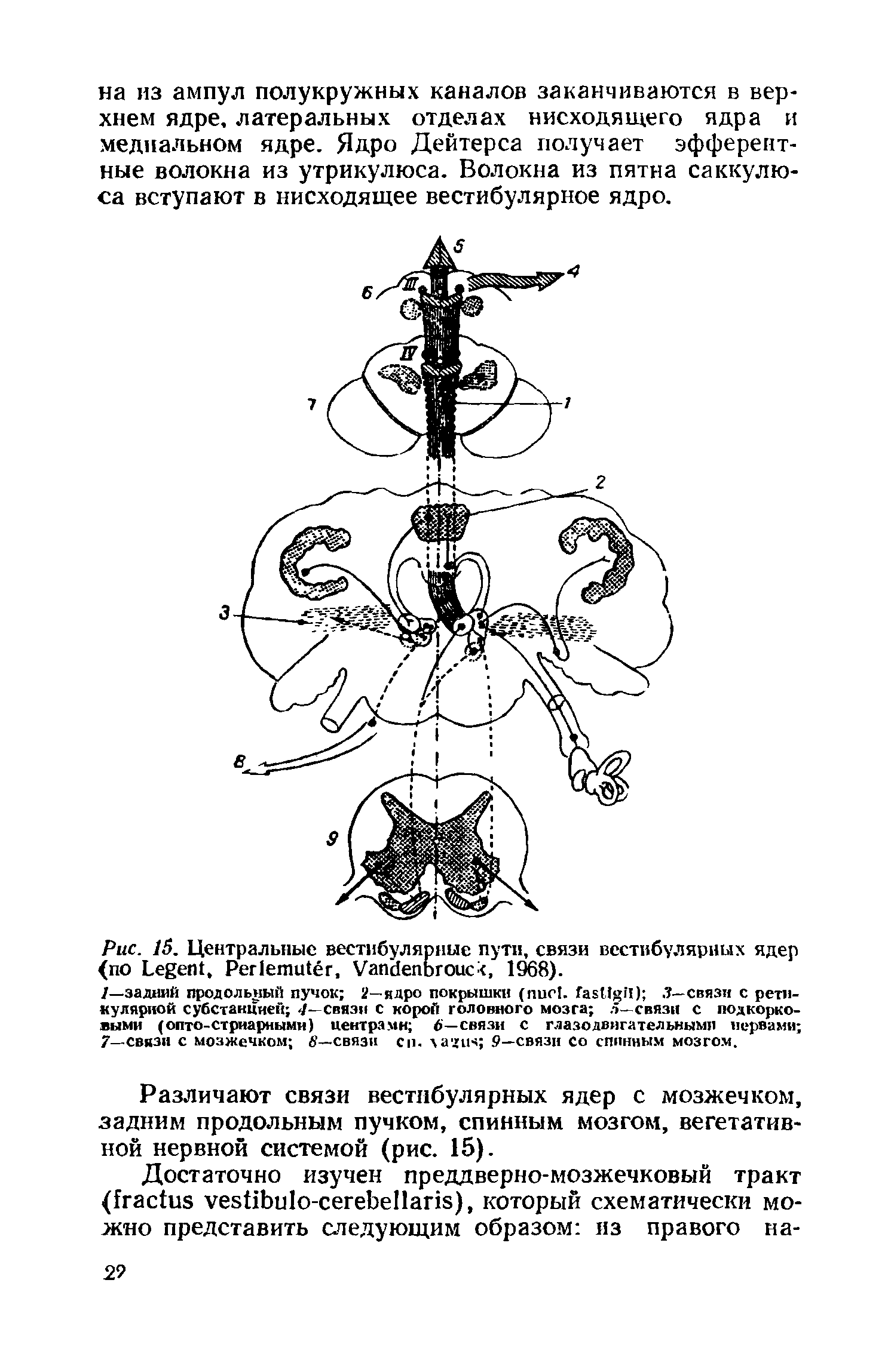 Рис. 15. Центральные вестибулярные пути, связи вестибулярных ядер (по L , P , V , 1968).