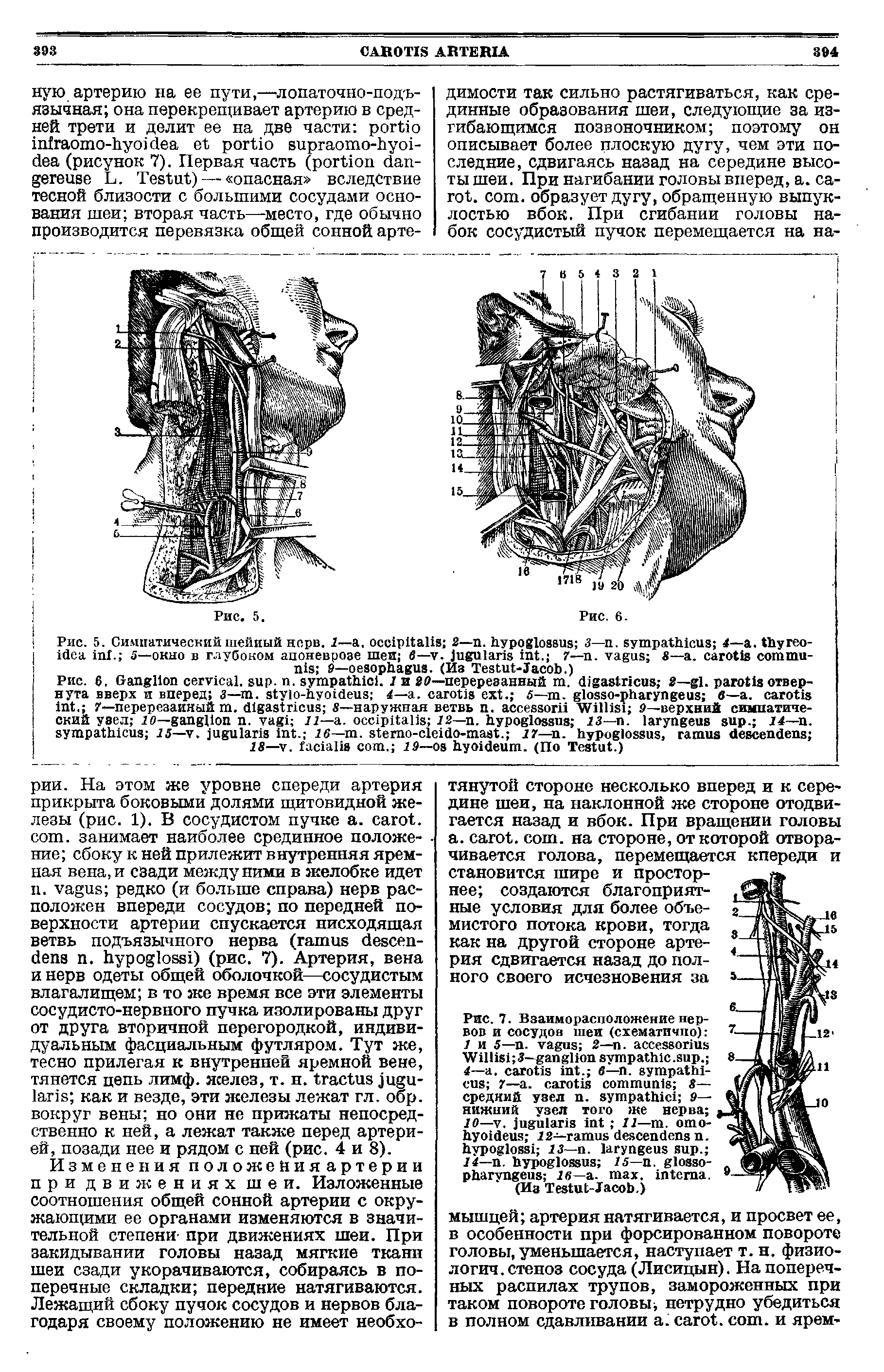 Рис. 5. Симпатический шейный нерв. 1— . 2— . 3— . 4— . - . 5—окно в глубоком апоневрозе шеи в— . . 7— . S— . 9— . (Из T -J .)...