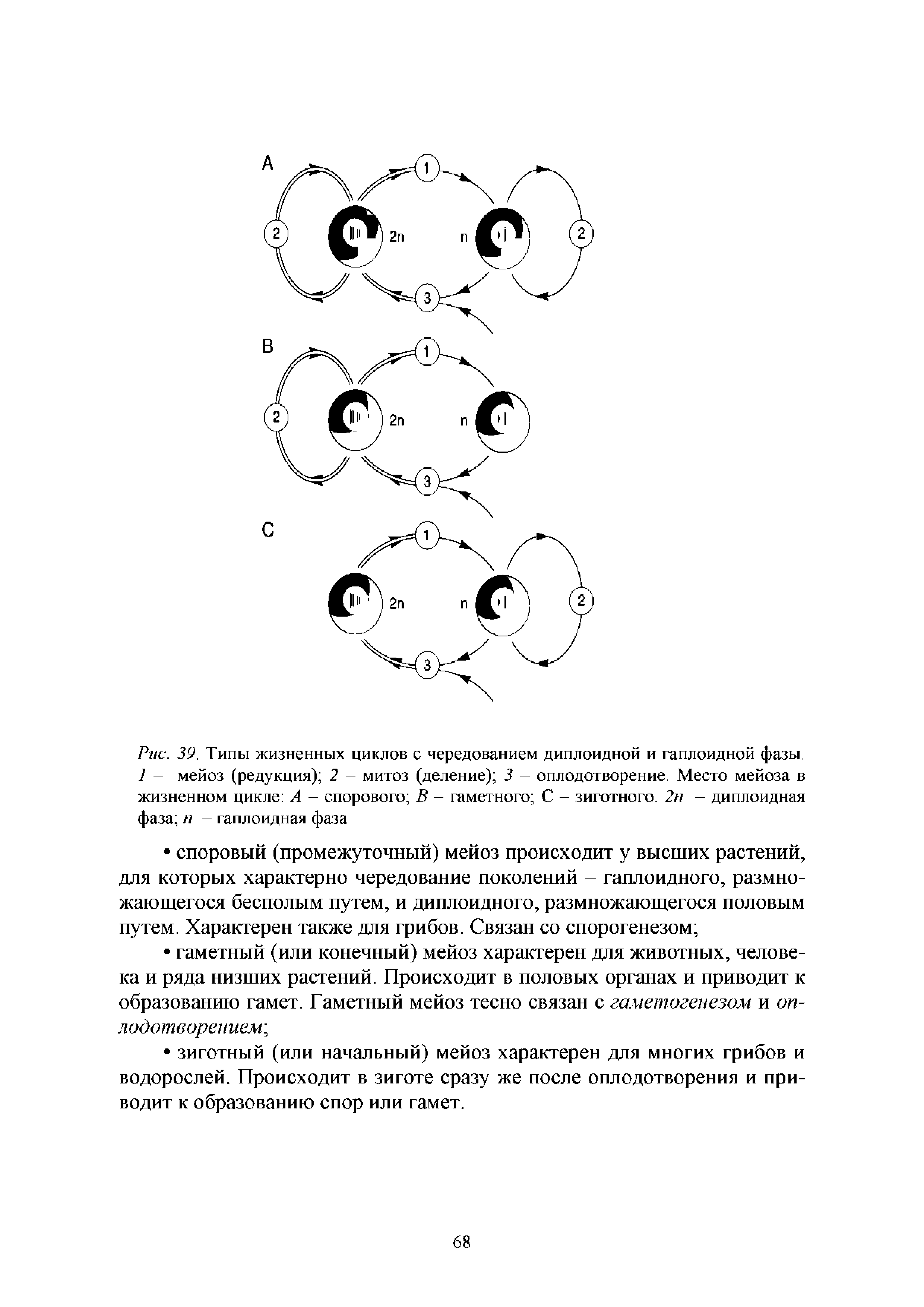 Рис. 39. Типы жизненных циклов с чередованием диплоидной и гаплоидной фазы. 1 — мейоз (редукция) 2 — митоз (деление) 3 — оплодотворение. Место мейоза в жизненном цикле А - спорового В - гаметного С - зиготного. 2н - диплоидная фаза п - гаплоидная фаза...