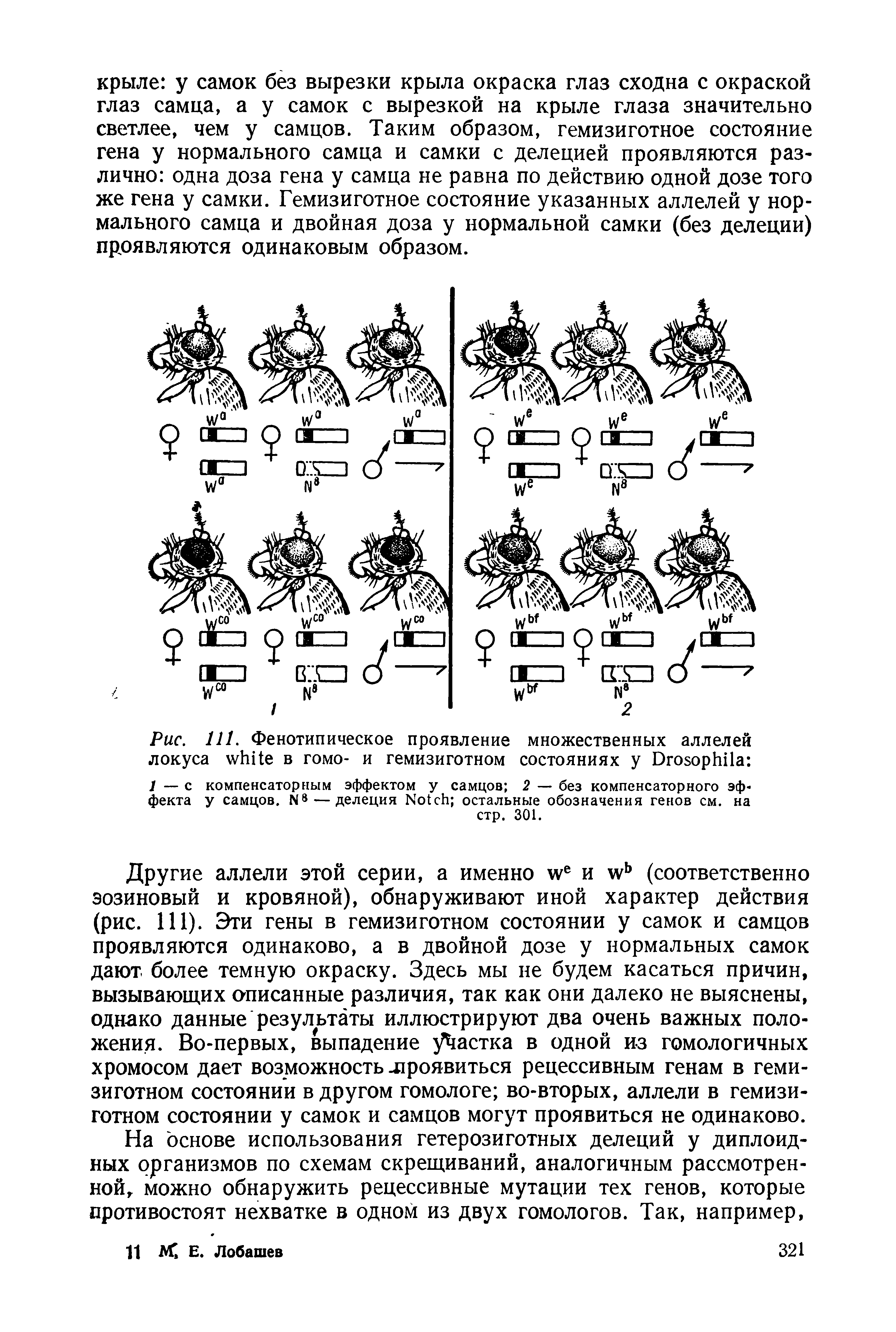 Рис. 111. Фенотипическое проявление множественных аллелей локуса в гомо- и гемизиготном состояниях у D 1 — с компенсаторным эффектом у самцов 2 — без компенсаторного эффекта у самцов. N8 — делеция N остальные обозначения генов см. на стр. 301.