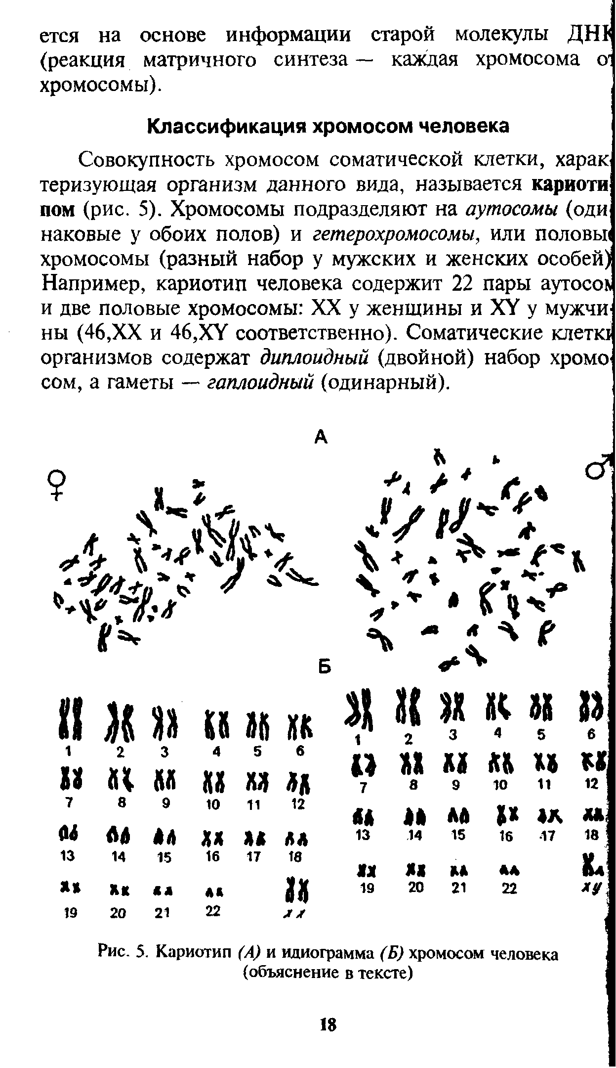 Рис. 5. Кариотип (А) и идиограмма (Б) хромосом человека (объяснение в тексте)...