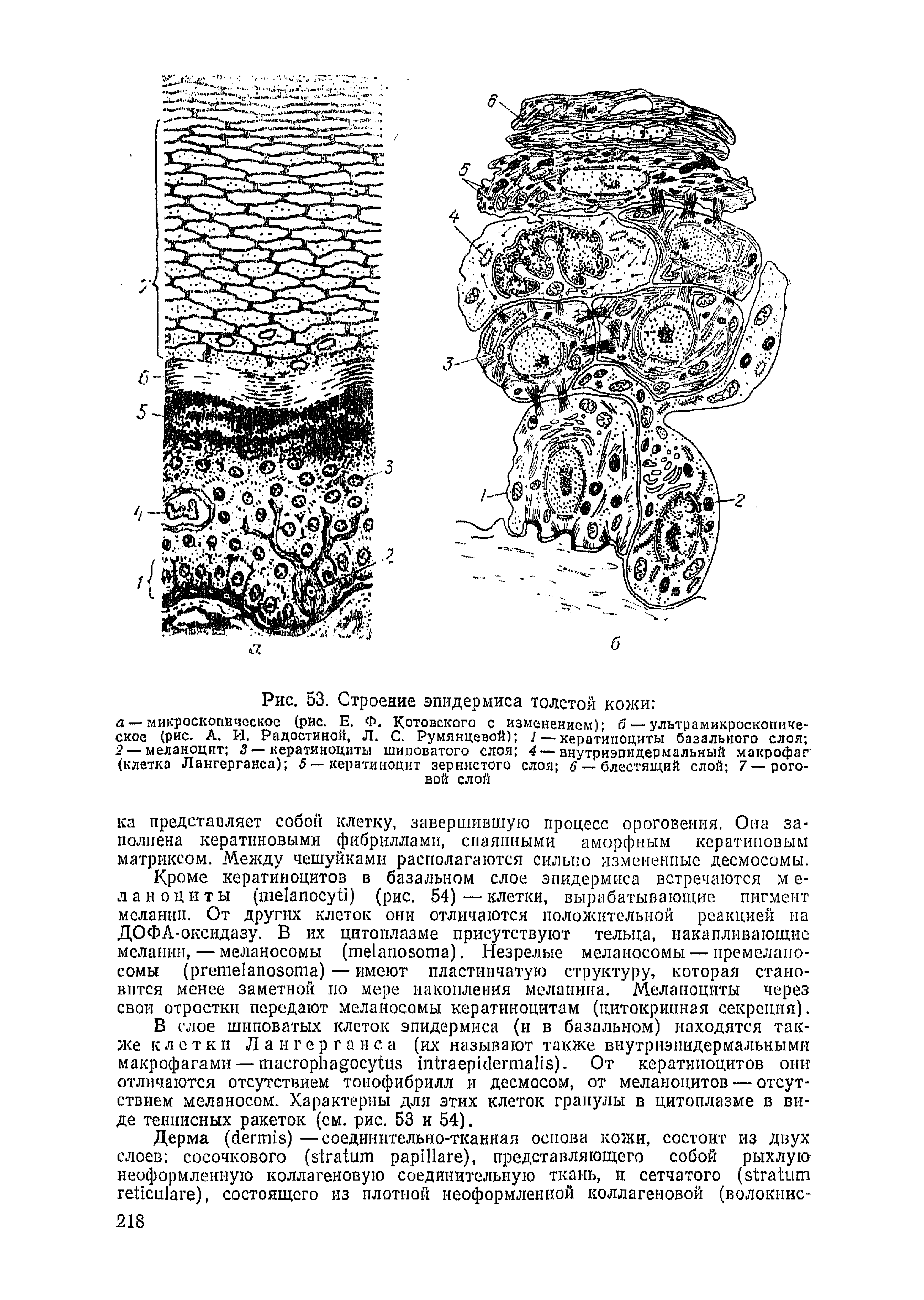 Рис. 53. Строение эпидермиса толстой кожи а —микроскопическое (рис. Е. Ф. Котовского с изменением) б — ультрамикроскопиче-ское (рис. А. И. Радостной, Л. С. Румянцевой) 1 — кератиноциты базального слоя 2 — меланоцит 3 — кератиноциты шиповатого слоя 4 — внутриэпидермальный макрофаг (клетка Лангерганса) 5 — кератиноцит зернистого слоя 6 — блестящий слой 7— роговой слой...