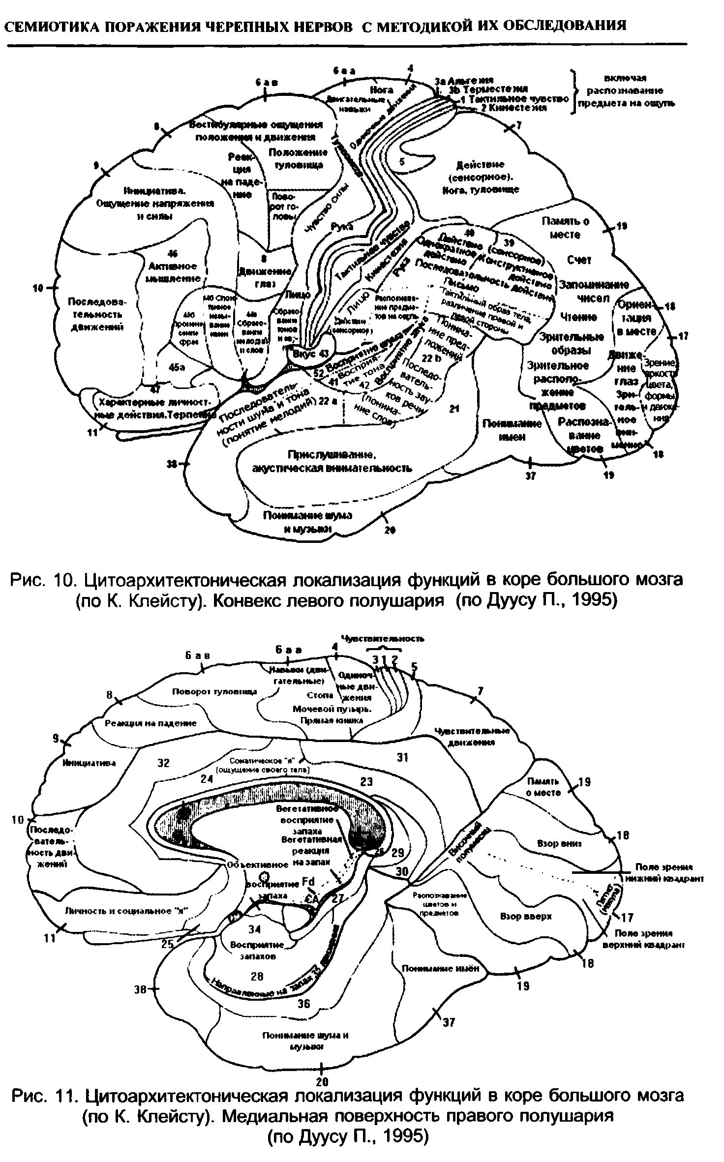 Рис. 11. Цитоархитектоническая локализация функций в коре большого мозга (по К. Клейсту). Медиальная поверхность правого полушария (по Дуусу П., 1995)...
