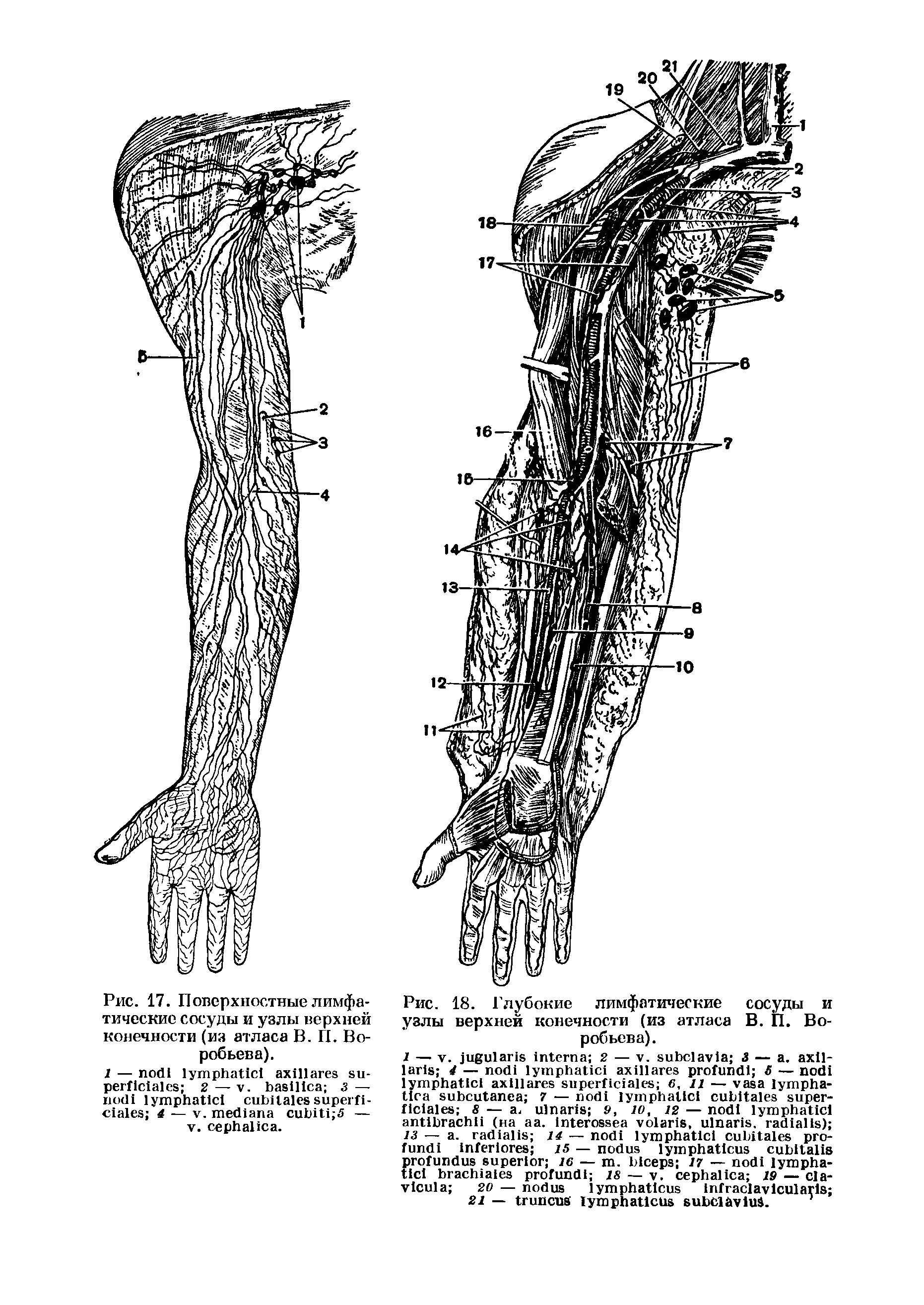 Рис. 18. Глубокие лимфатические сосуды и узлы верхней конечности (из атласа В. П. Воробьева).