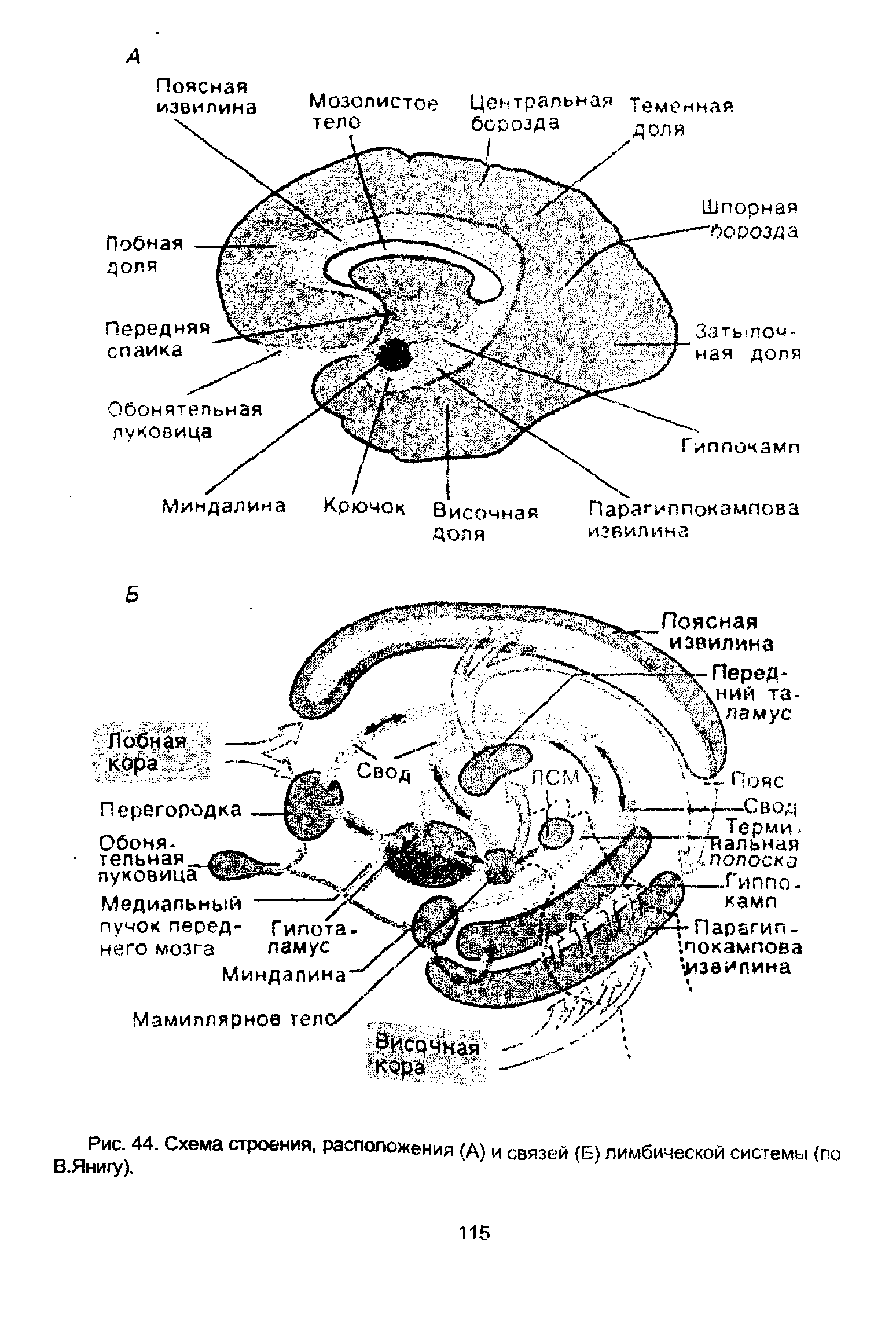 Рис. 44. Схема строения, расположения (А) и связей (Б) лимбической системы (по...