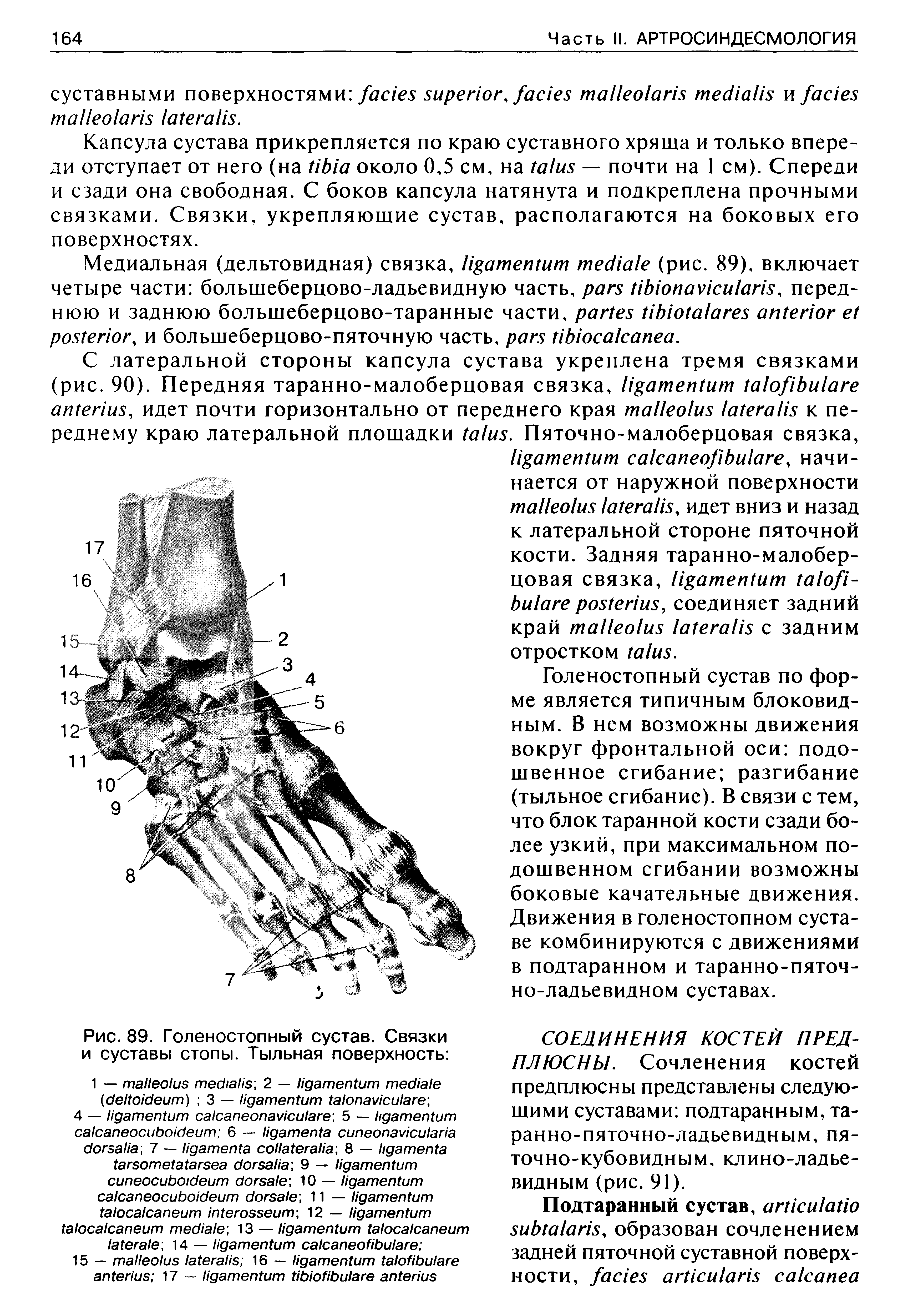 Рис. 89. Голеностопный сустав. Связки и суставы стопы. Тыльная поверхность ...