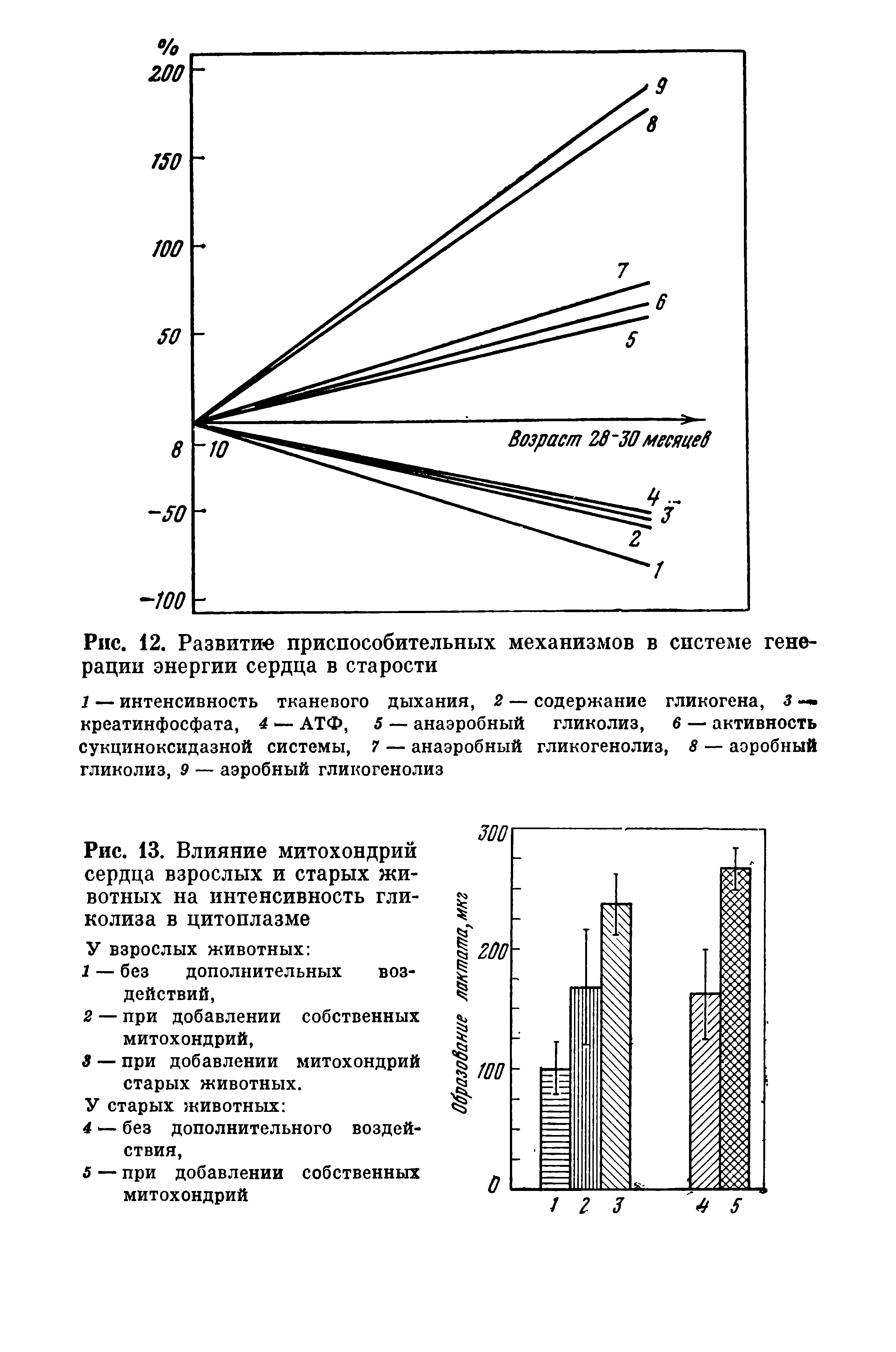 Рис. 13. Влияние митохондрий сердца взрослых и старых животных на интенсивность гликолиза в цитоплазме...