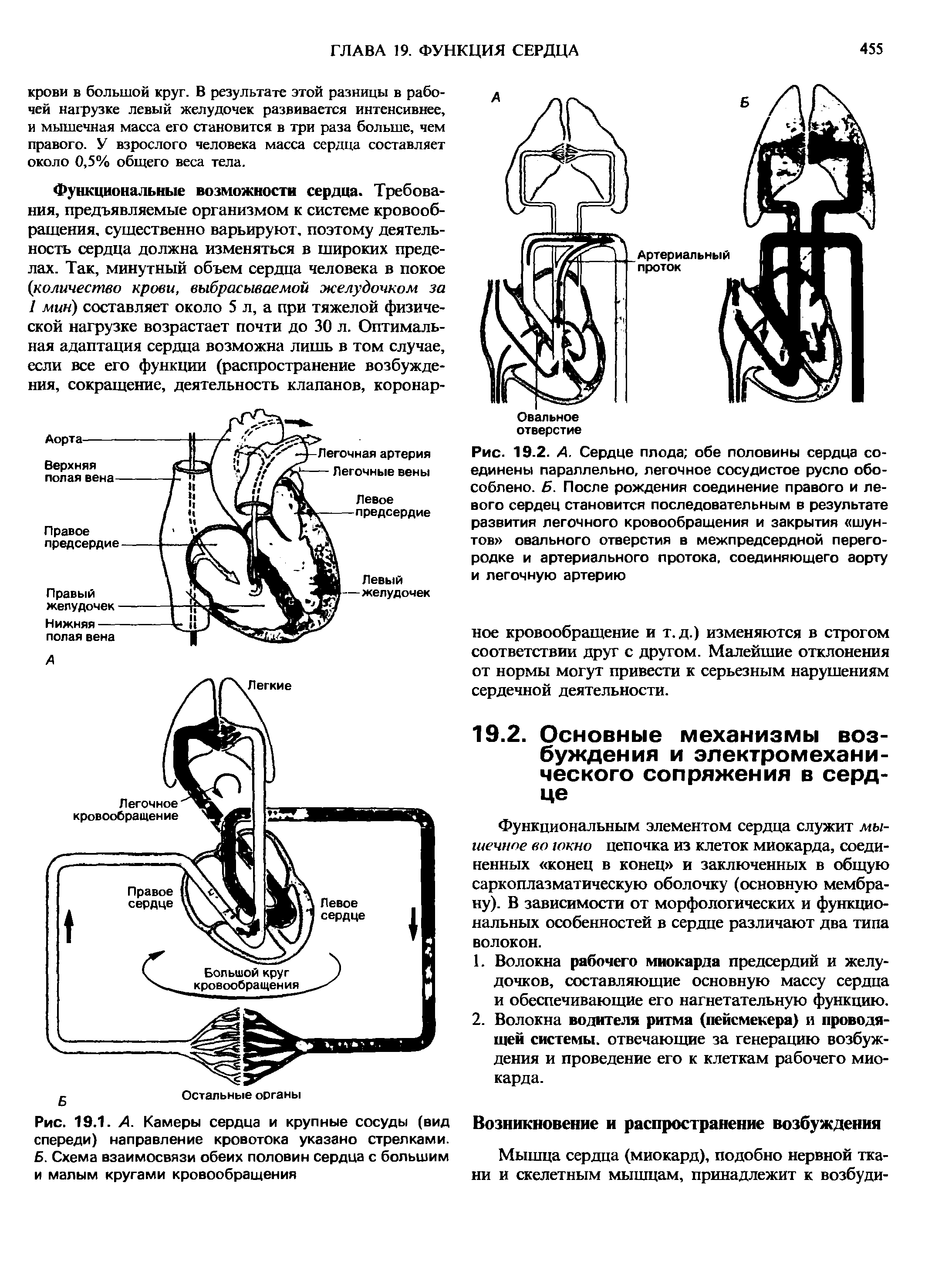 Рис. 19.1. А. Камеры сердца и крупные сосуды (вид спереди) направление кровотока указано стрелками. Б. Схема взаимосвязи обеих половин сердца с большим и малым кругами кровообращения...