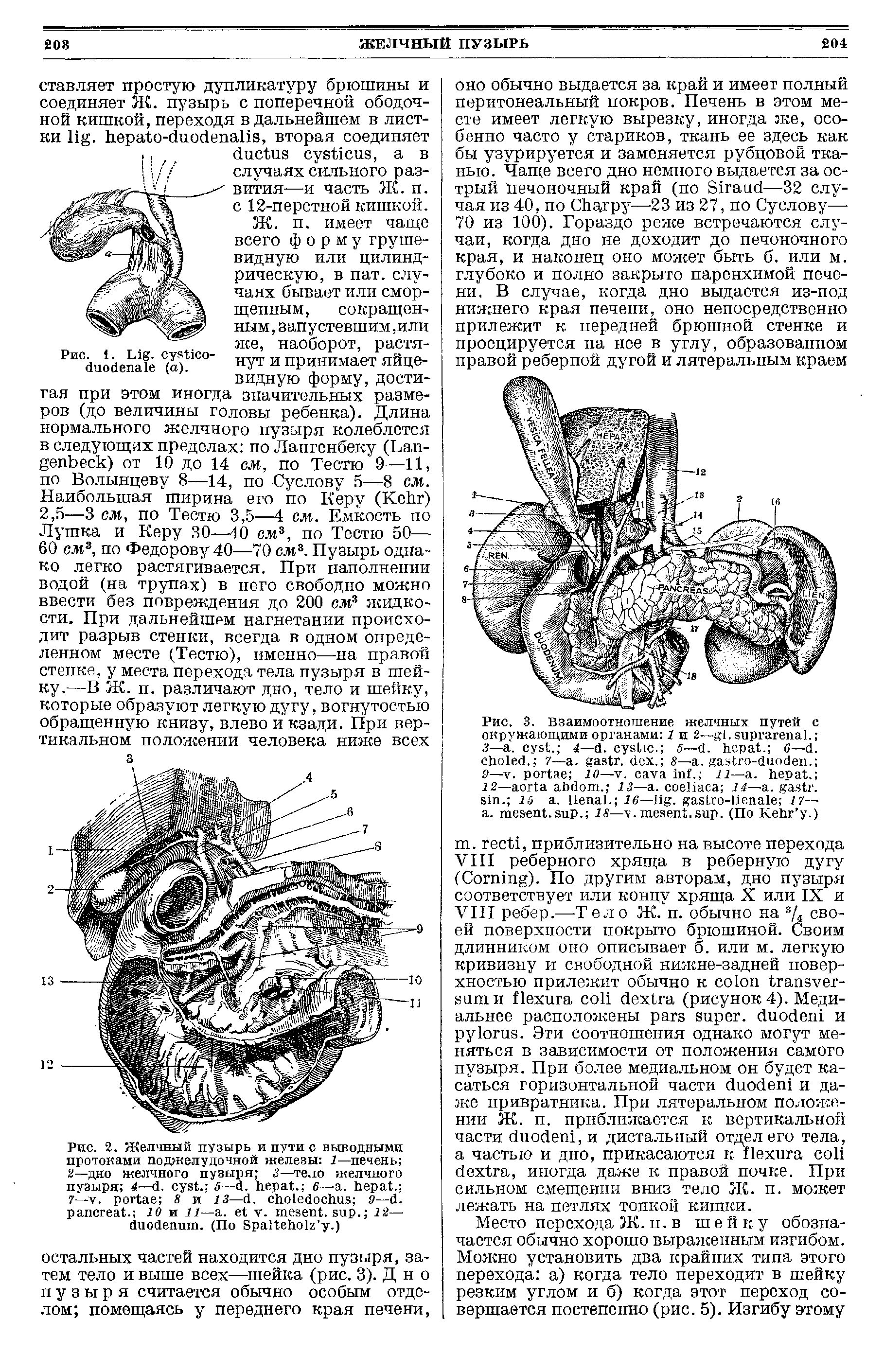 Рис. 2. Желчный пузырь и пути с выводными протоками поджелудочной железы 1—печень 2—дно желчного пузыря 3—тело желчного пузыря 4— . . 5— . . 6— . . 7— . 8 и 13— . 9— . . 10 и 11— . . . . 12— . (По S .)...