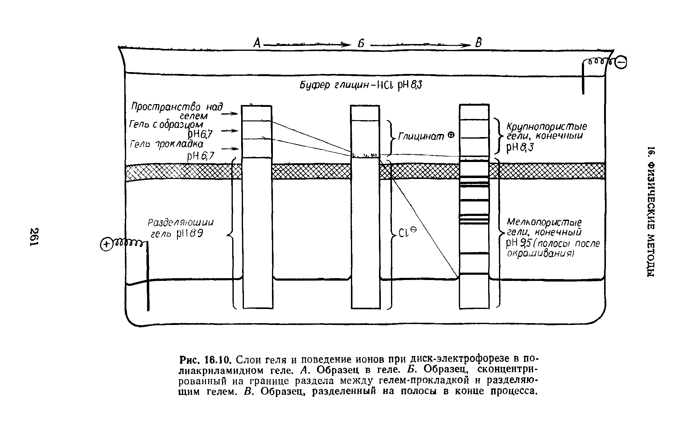 Рис. 16.10. Слои геля и поведение ионов при диск-электрофорезе в полиакриламидном геле. А. Образец в геле. Б. Образец, сконцентрированный на границе раздела между гелем-прокладкой и разделяющим гелем. В. Образец, разделенный на полосы в конце процесса.