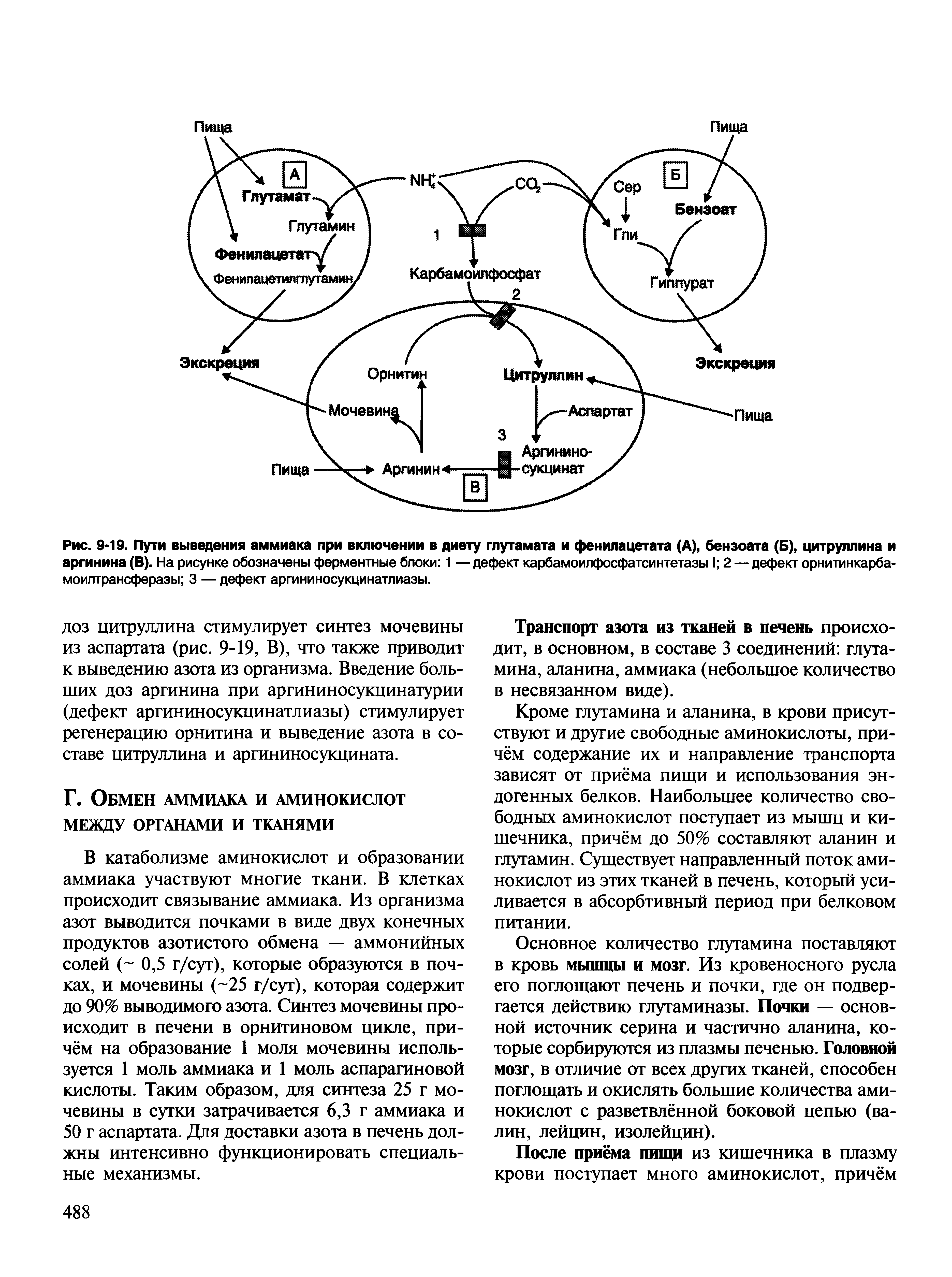Рис. 9-19. Пути выведения аммиака при включении в диету глутамата и фенилацетата (А), бензоата (Б), цитруллина и аргинина (В). На рисунке обозначены ферментные блоки 1 — дефект карбамоилфосфатсинтетазы I 2 — дефект орнитинкарба-моилтрансферазы 3 — дефект аргининосукцинатлиазы.
